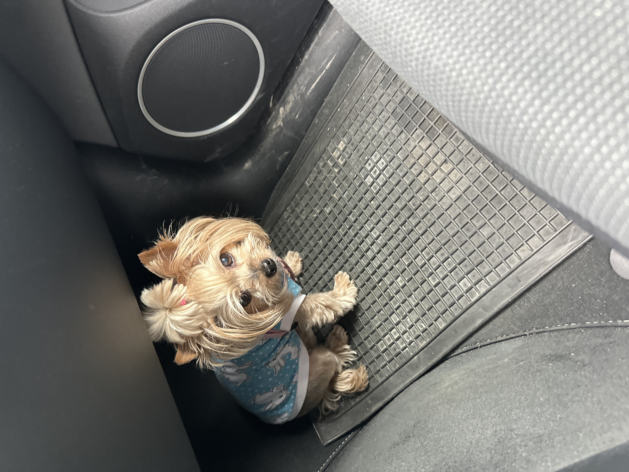 A light brown dog wearing a blue shirt with white bunny patterns is lying in the footwell of a vehicle. The footwell contains a black speaker cover with a silver trim, a black rubberized car mat, and black carpeting. The scene appears to be indoors, specifically within the vehicle's interior. No people are visible. The location of the image within Gintsi, Bulgaria, is indeterminable due to the absence of recognizable landmarks or contextual clues.