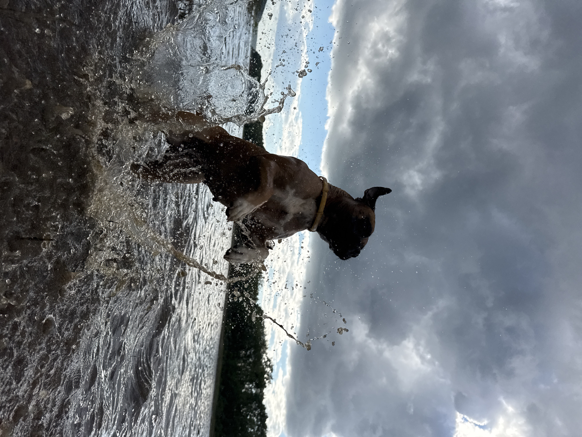 A boxer dog is captured mid-leap out of dark, choppy water against a backdrop of a stormy sky and a tree line. The dog, facing right, is partially silhouetted by the dark clouds, with its front legs extended upwards and water splashing dramatically around it. A yellow collar is visible around its neck. The water is turbulent, with numerous droplets suspended in the air, creating a dynamic and energetic scene. The background shows a distant shoreline with dark green trees and a vast expanse of water. The sky is filled with heavy, dark clouds, with a few patches of brighter sky peeking through on the right side. The low angle of the shot emphasizes the height of the dog's jump and the power of the water. The location is the Kama River in Chaikovsky, Russia.