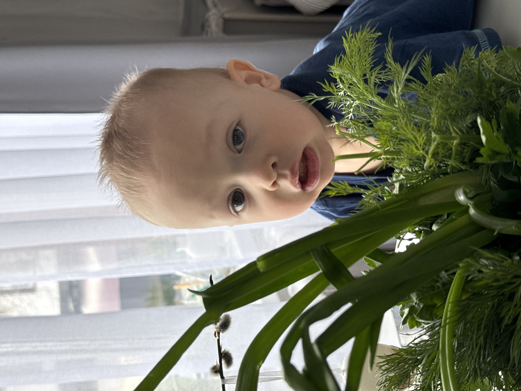 A baby with blonde hair and blue eyes is looking at the camera with their mouth slightly open. The baby is wearing a blue shirt and is positioned near a bunch of green plants, including dill and green onions. A window with white blinds is visible in the background. The image was taken in Chaikovsky, Russia.