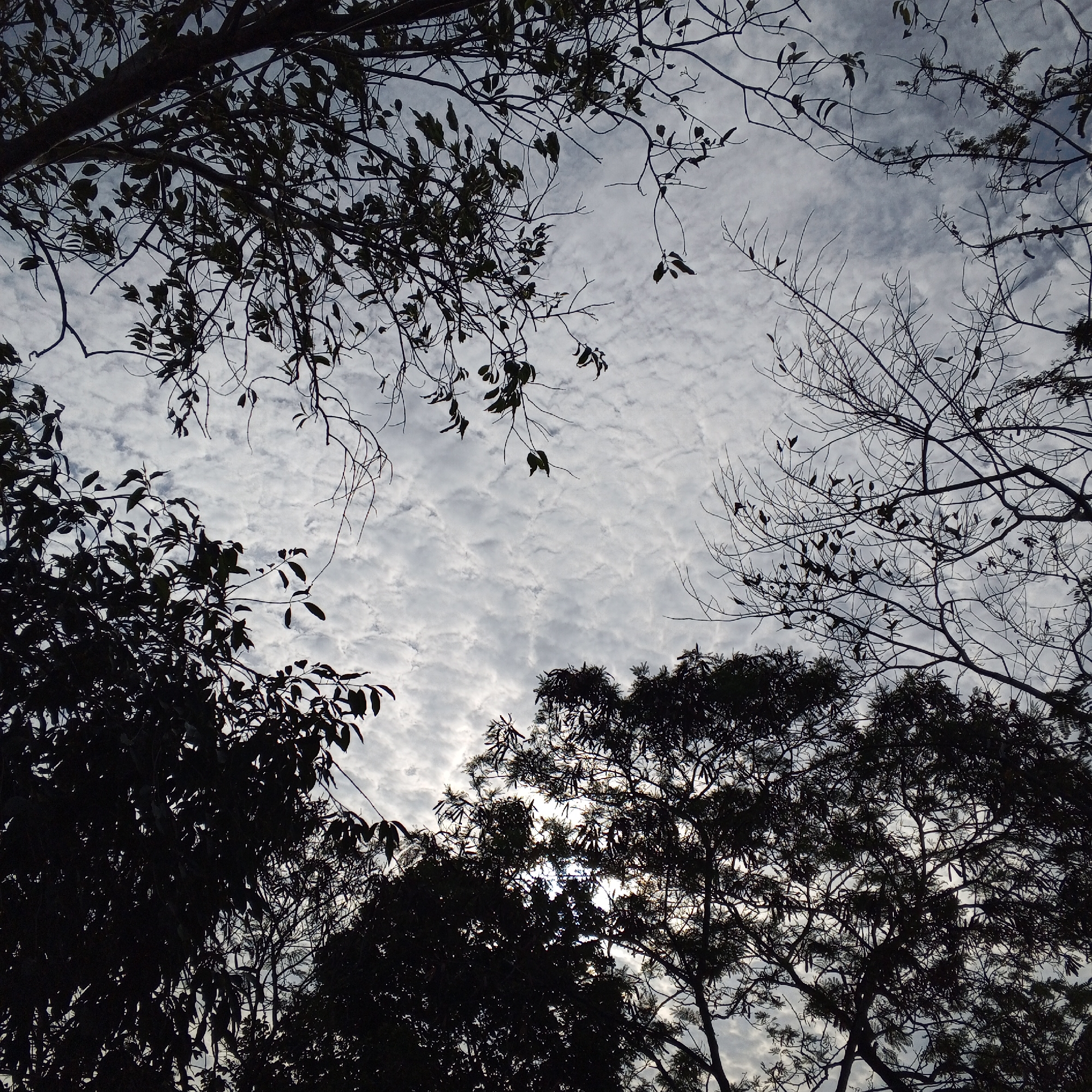 The image depicts a view looking upwards towards the sky, framed by silhouetted tree branches and foliage. The sky is overcast with a distinctive cloud pattern. The trees appear to be in an urban or suburban environment, although the specific location in Unknown, Unknown cannot be determined from the image alone. There are no people or discernible objects in the image. The interaction is between the natural elements - trees and sky. The environment appears calm and still.