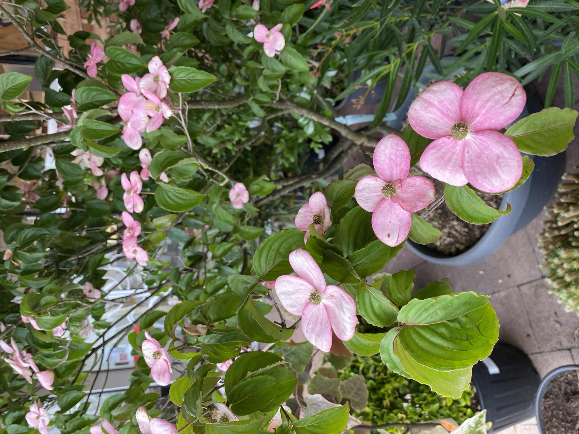 The image presents a vibrant close-up view of a flowering plant, likely a Dogwood tree (Cornus species), adorned with numerous pink bracts. The main subject occupies the majority of the frame, showcasing its rich green foliage and delicate pink blooms. The plant's leaves are oval-shaped with distinct venation, and its branches are visible intertwining throughout.
The prominent features are the showy pink bracts, which are often mistaken for petals. Each bract typically consists of four broad, overlapping lobes surrounding a small, greenish-brown cluster of true flowers at its center. The pink color of these bracts varies, often appearing lighter towards the center and deepening at the edges. Several bracts are in full bloom, scattered across the plant, creating a lush, flowering display.
In the foreground and midground, the plant appears healthy and well-leafed. The plant is contained within a large, grey plastic pot, visible towards the right side of the image. In the background, other potted plants with different types of foliage are partially visible, including one with long, slender green leaves and another spiky, light green plant. The ground beneath the plants is a paved surface, suggesting an outdoor setting such as a patio or garden area in Thiers, France.
The lighting is natural and appears to be daytime, casting soft illumination on the plants without harsh shadows, possibly indicating an overcast day or early morning/late afternoon light. There is no human activity depicted in the scene. On one of the green leaves in the lower left portion of the image, faint, small black marks are visible, but they are indistinct and not legible as text. The overall impression is one of natural beauty and botanical detail.