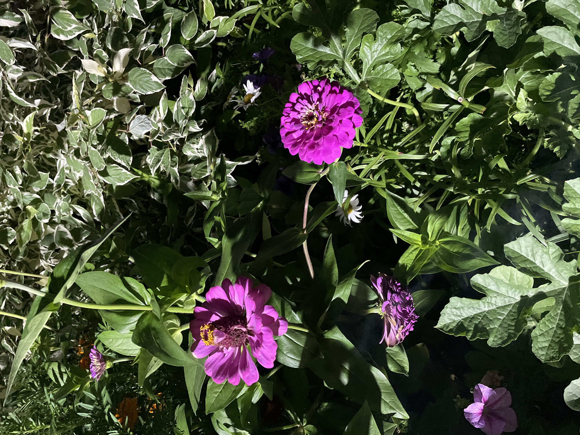 The image depicts a close-up view of a garden at night, with artificial light illuminating some of the plants. In the foreground, two bright magenta zinnias are the prominent subjects. The zinnia on the left is seen from the side, its petals slightly drooping, while the one on the right is viewed from above, showcasing its intricate petal structure and yellow center. Scattered among them are smaller white and purple flowers, and various shades of green foliage. The background features a dense shrub with variegated green and white leaves. The lighting creates stark shadows and highlights, emphasizing the textures and forms of the plants. There are no people or animals visible in the image. The scene is consistent with a garden in any urban or suburban setting. The provided information about the location in Surgut, Russia, is not visually verifiable from the image itself.