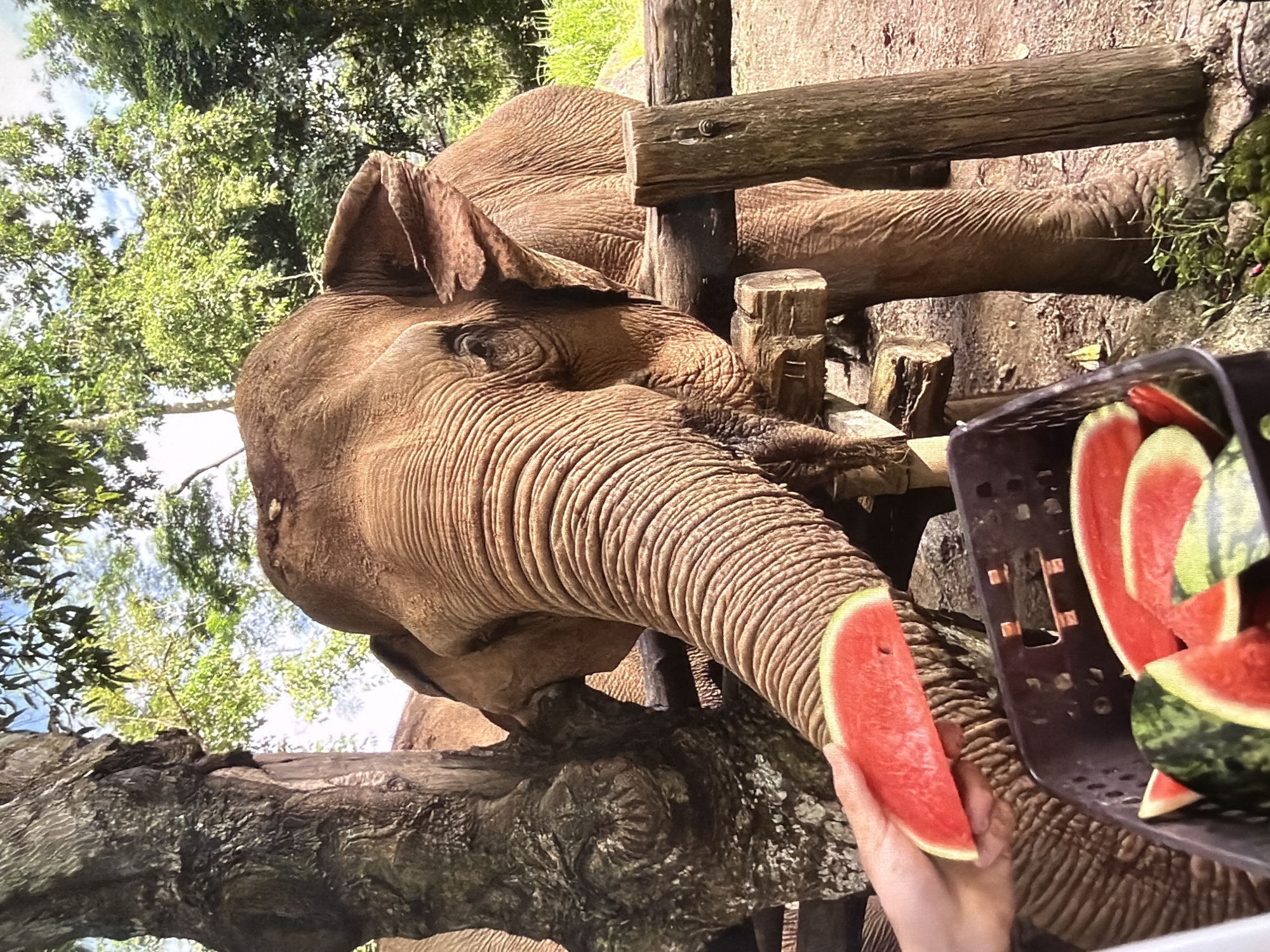 A low-angle, rotated photograph captures a close-up interaction between a person and an elephant in a vibrant outdoor setting. The central subject is an elephant, likely an Asian elephant, with its head and trunk prominent in the mid-ground. Its wrinkled, grayish-brown skin and a calm eye are clearly visible. The elephant's long, textured trunk is extended forward, reaching for a slice of bright red watermelon.
In the foreground, a human hand holds out a piece of watermelon, offering it directly to the elephant. To the right, a black plastic basket is partially visible, filled with numerous other slices of watermelon, suggesting an organized feeding session.
The background features lush, dense green foliage and tall trees against a bright, clear blue sky, indicating a sunny daytime setting. Wooden posts and beams are also present, forming part of a fence or enclosure around the elephant, implying a controlled environment such as a sanctuary or a zoo. The image conveys a moment of peaceful feeding, highlighting the elephant's interaction with its human feeder. No visible text is present in the image.