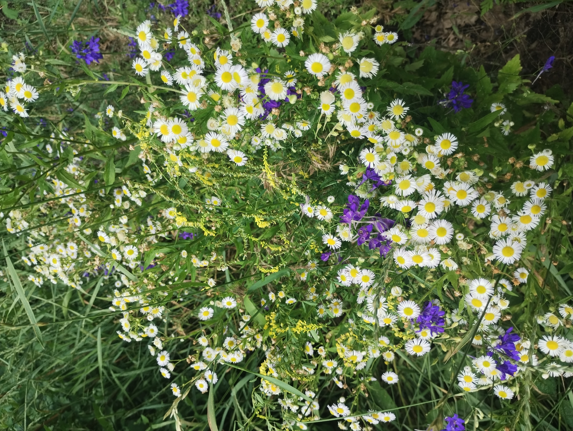 This is a medium-shot, eye-level, color photograph of a dense patch of wildflowers in Bilany, Ukraine. The foreground is dominated by numerous small white and yellow daisies, interspersed with small purple flowers. The background consists of tall green grass. The overall impression is of a natural, untamed environment. There are no people visible in the image. The lighting appears to be natural daylight. The scene is still and quiet.