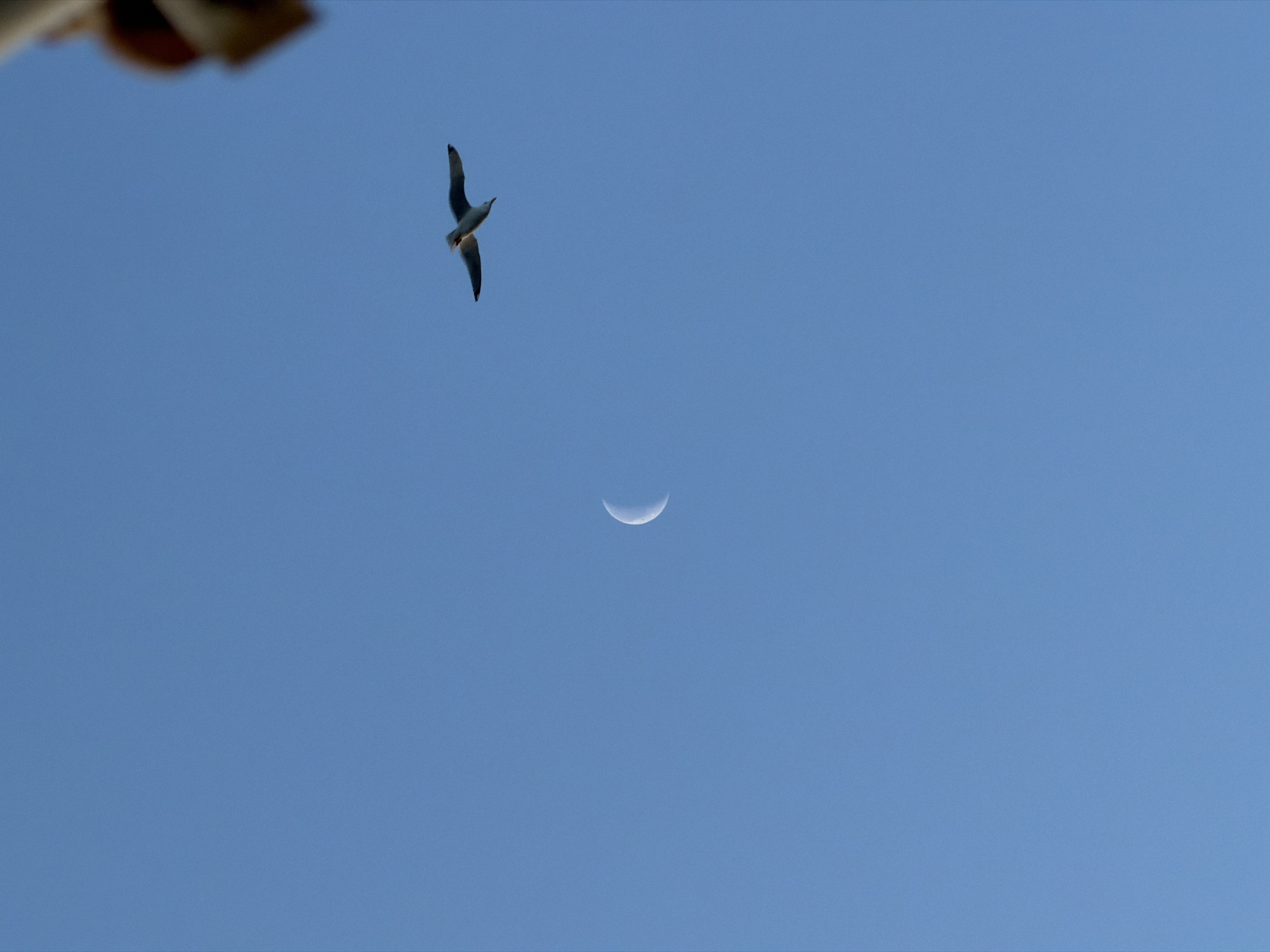 A medium-shot captures a clear, blue sky in an unknown location. A crescent moon is visible towards the center, while a bird flies to the left. Part of a building is visible in the upper left corner.