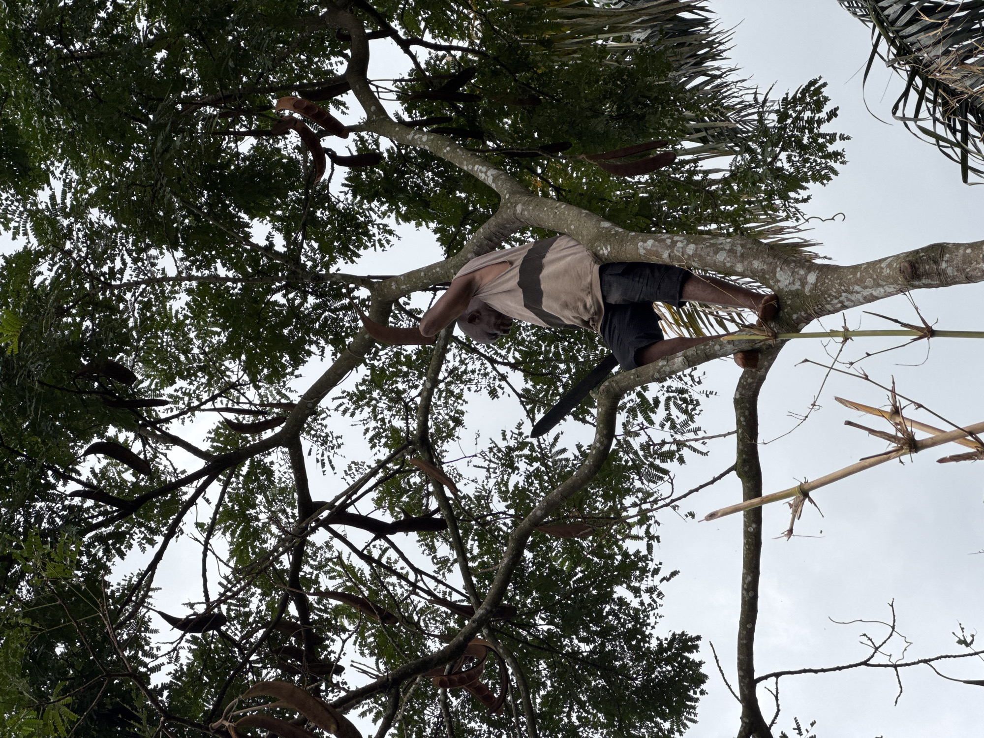 A low-angle shot shows a man in a tree in Aboh, Nigeria. The man wears a light-colored, sleeveless shirt with dark stripes and dark shorts. He's positioned on a thick branch, gripping another branch overhead, and appears to be cutting at the tree with a dark-colored tool in his right hand. The tree has brown pods hanging from its branches. Tall bamboo shoots grow near the tree's trunk. The sky is overcast.