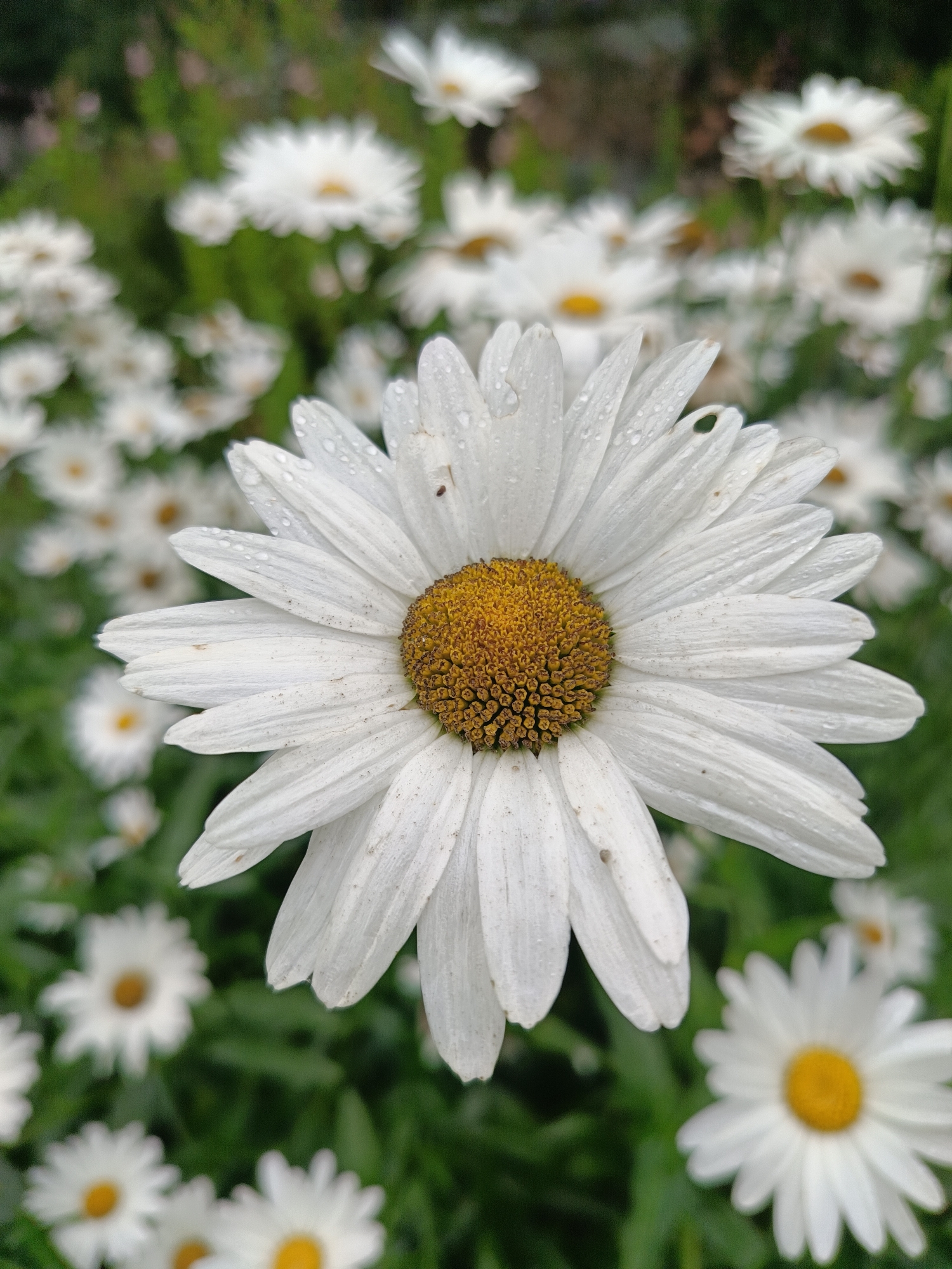 A close-up, shallow depth of field shot features a white daisy with a yellow center in the foreground. The daisy's white petals are dusted with fine particles and a few small water droplets. In the background, a cluster of similar white daisies bloom amidst green foliage, creating a soft, blurred effect. The image appears to have been taken in an outdoor setting, possibly a garden or park, in Vishnovka, Russia. There are no people or animals present in the scene.