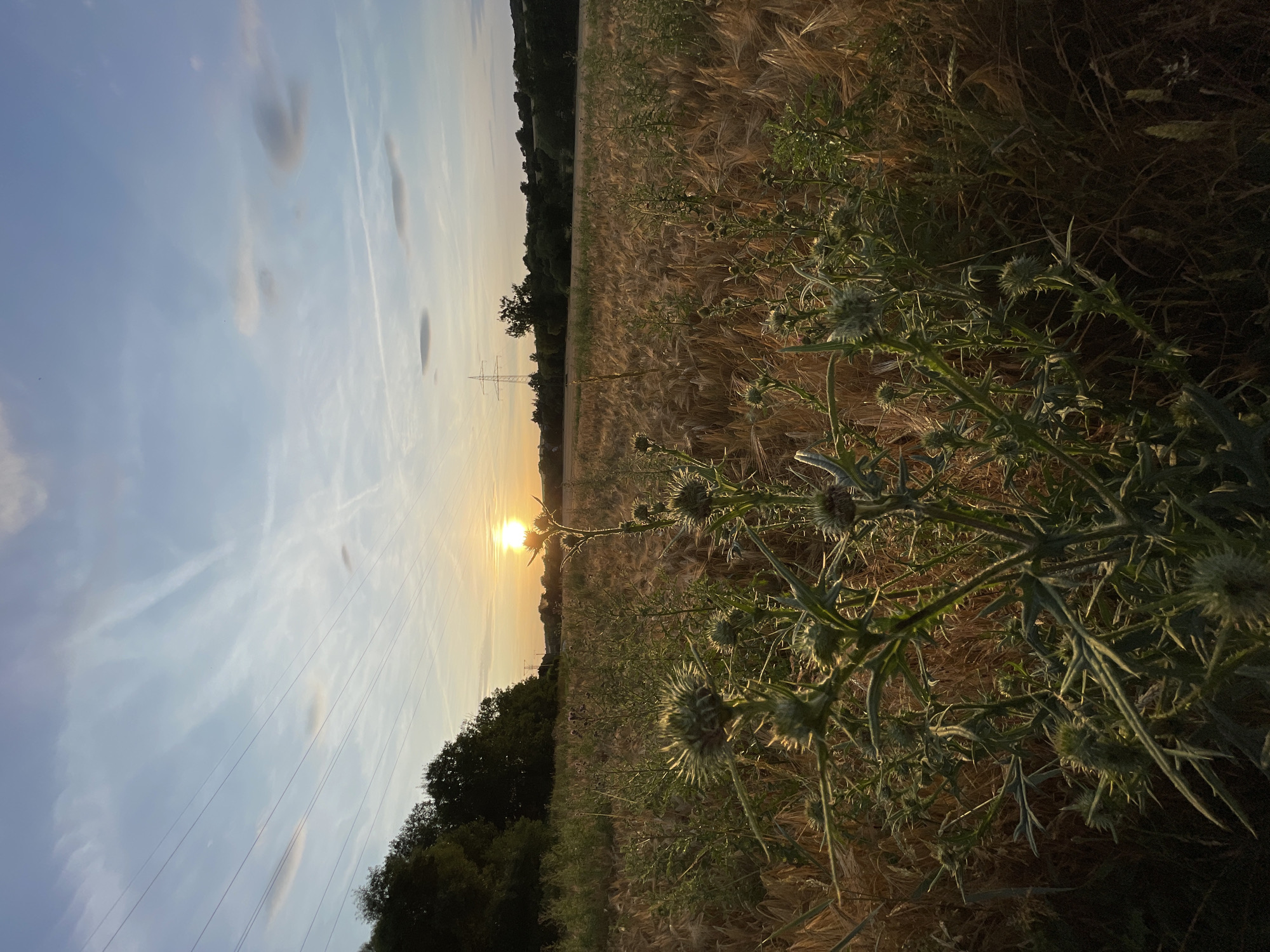 The image shows a sunset over a wheat field in Neukirchen, Germany. In the foreground, a thistle plant with spiky leaves and buds is in focus. The field behind it is filled with ripe wheat, golden in the late afternoon light. The sun is low on the horizon, casting a warm glow and creating a lens flare effect. In the distance, trees line the horizon, and power lines and a transmission tower are visible against a sky with scattered clouds and contrails. The overall scene is rural and serene.