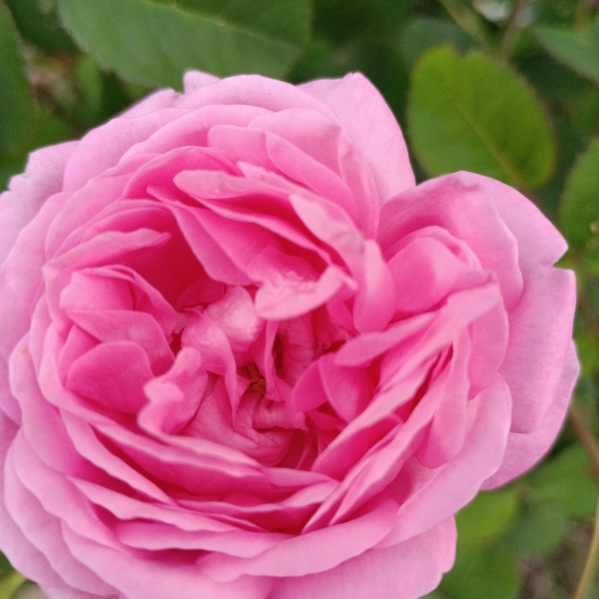 A close-up, high-angle shot captures a vibrant pink rose in full bloom, set against a soft-focus background of green foliage. The rose petals are intricately layered, creating a sense of depth and texture. The lighting is soft, highlighting the delicate curves and shades of pink. The image appears to have been taken outdoors in natural light. There is no indication of the location being Novokuybyshevsk, Russia.