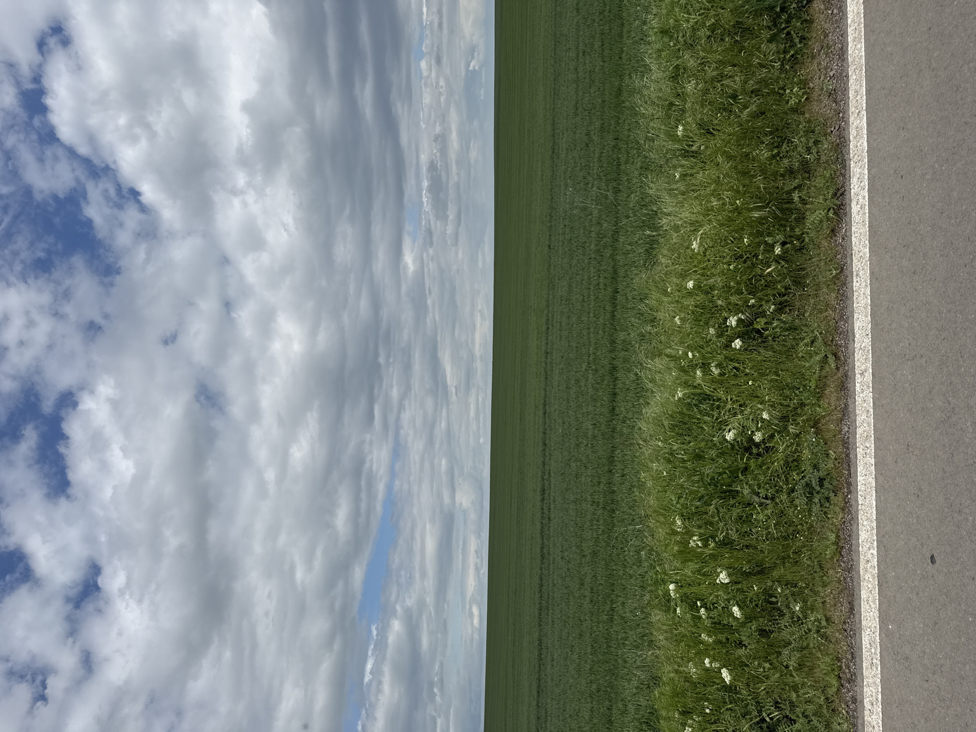 The image shows a rural scene likely near Livada, Bulgaria. On the left, a sky with clouds partially obscures blue sky. To the right of the sky is a field of green crops. A grassy roadside with small white flowers separates the crop field from a paved road with a white edge line. The photo is rotated 90 degrees counterclockwise.