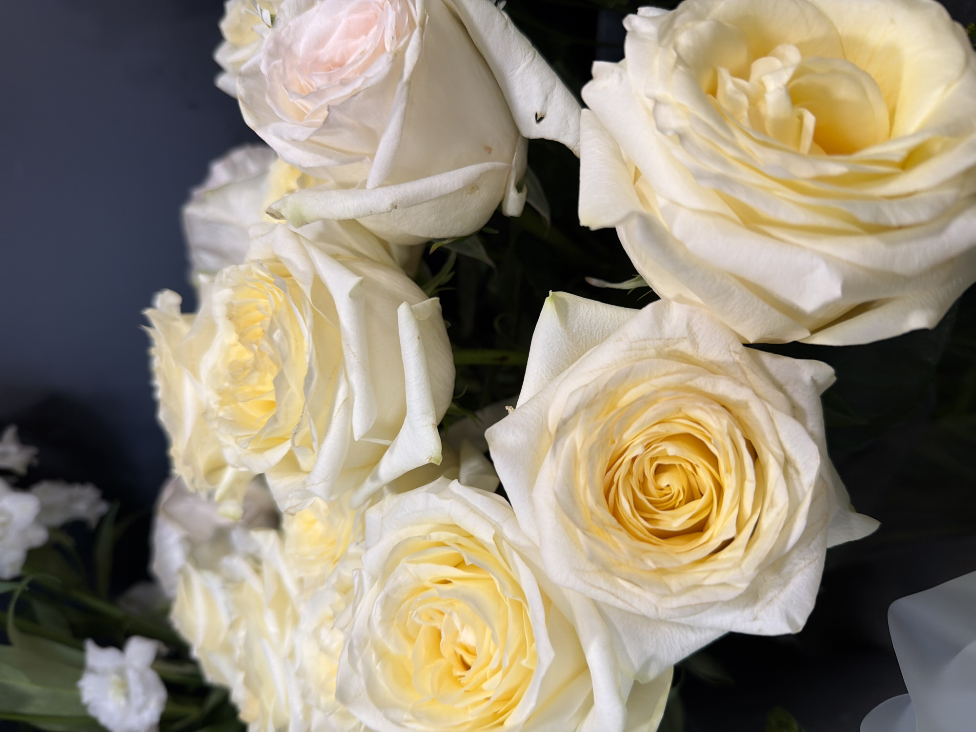 The media file features a close-up view of a bouquet of white and pale yellow roses. The flowers are the primary subjects, with their delicate petals and intricate centers prominently displayed. Some of the roses have a subtle pink blush on their outer petals, adding a touch of variation to the color palette. The roses are arranged in a way that creates a sense of depth and volume.
The background is dark and out of focus, which helps to draw attention to the roses. The lighting is soft, highlighting the textures of the petals and creating gentle shadows. There are some out-of-focus white flowers and greenery visible in the lower left and lower right corners of the image, suggesting that the bouquet may also contain other types of flowers or foliage. A pale blue, translucent object is partially visible in the bottom right corner, adding a hint of a possible wrapping or decorative element.
There is no discernible activity or event taking place; the image appears to be a still life study of the floral arrangement. The overall mood is serene and elegant. The time of day and weather are not evident from the image. No text is visible. The location is unknown.