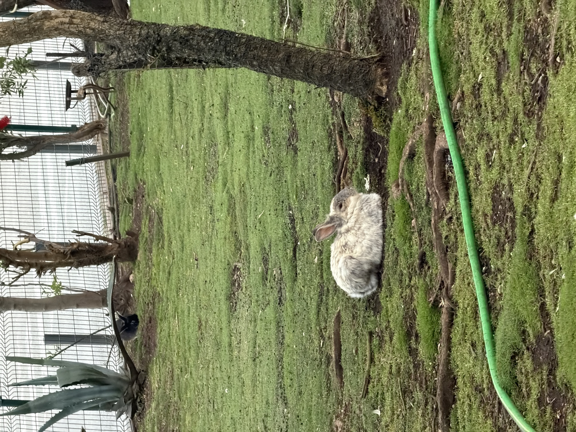 The image shows a rabbit sitting in a grassy area near a tree and a green hose. A fence and some plants are visible in the background. The location is Budva, Montenegro.