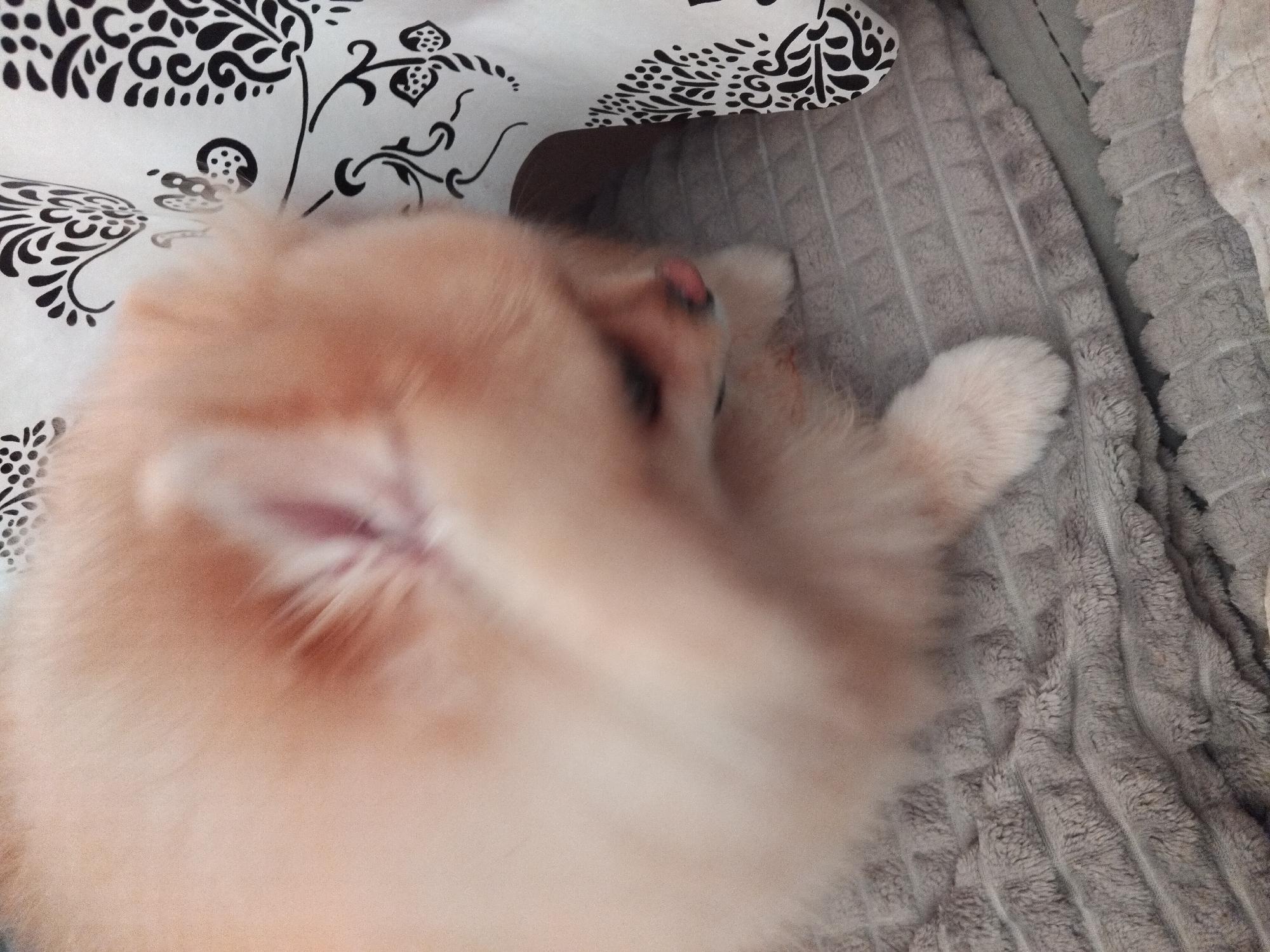 An apricot-colored Pomeranian dog is shown in a close-up, slightly blurry shot. The dog's fur is fluffy and light-colored, with some hints of pink on its nose and ears. The dog appears to be resting on a textured gray blanket, possibly a couch or a pet bed. To the right of the dog, a portion of a white fabric with a black floral pattern is visible, suggesting it might be a curtain or upholstery. The background is indistinct due to the blurriness. The setting is likely an indoor domestic environment. There is no information about the location in Apriltsi, Bulgaria.