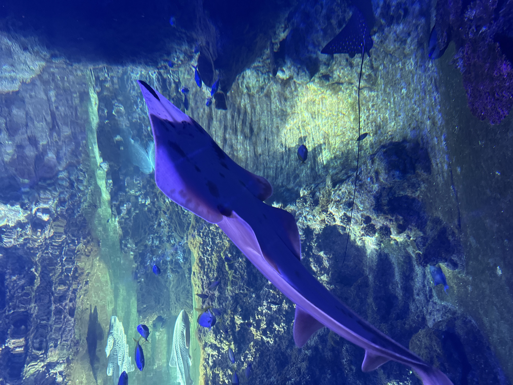 The image depicts a shark swimming in an aquarium, likely a guitar shark based on its elongated body and flattened head. The shark is the primary subject, prominently positioned in the foreground. Several smaller blue fish and a ray in the background, along with other shark(s), inhabit the environment, suggesting a coral reef setting recreated within the aquarium. The background showcases artificial rock formations. The lighting is blue-tinted. This image was taken in the city of Wrocław, Poland, at the Wrocław Zoo's oceanarium.