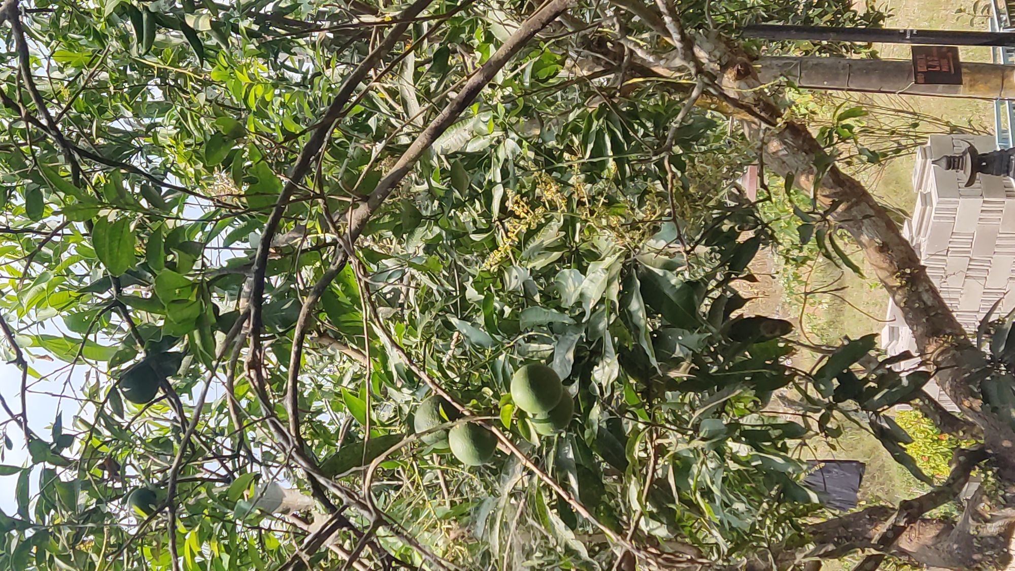 The image shows a close-up view of a mango tree with unripe green mangoes and blossoms. The tree has thick branches and lush green leaves. The background is blurred, but hints at a residential area with some construction materials, possibly cinder blocks, stacked in the foreground. A sign with Indonesian text is visible on a pole in the background, suggesting a location in Indonesia. The overall scene depicts a natural element within a semi-urban or rural setting.