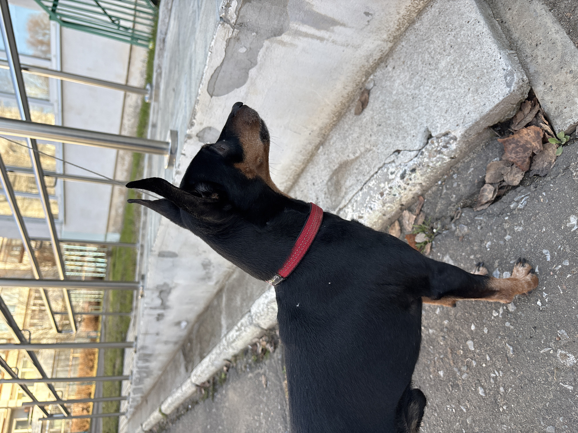 A black and tan Doberman Pinscher wearing a red collar stands on a gray concrete surface, likely a sidewalk or a paved area. The dog is positioned with its head tilted upwards and to the left, suggesting it is looking at something off-camera. The collar is red and textured, and the dog's fur is glossy.
The environment consists of urban elements. Behind the dog, there's a metal structure, likely part of a building entrance or a covered walkway. To the right of the dog, there is a raised concrete curb with some decaying leaves scattered around its base. The concrete surfaces show signs of wear and tear, with patches and variations in texture.
Without additional information or metadata, it's impossible to confirm the exact location within Chaikovsky, Russia, based solely on visual data. It appears to be a typical urban setting.