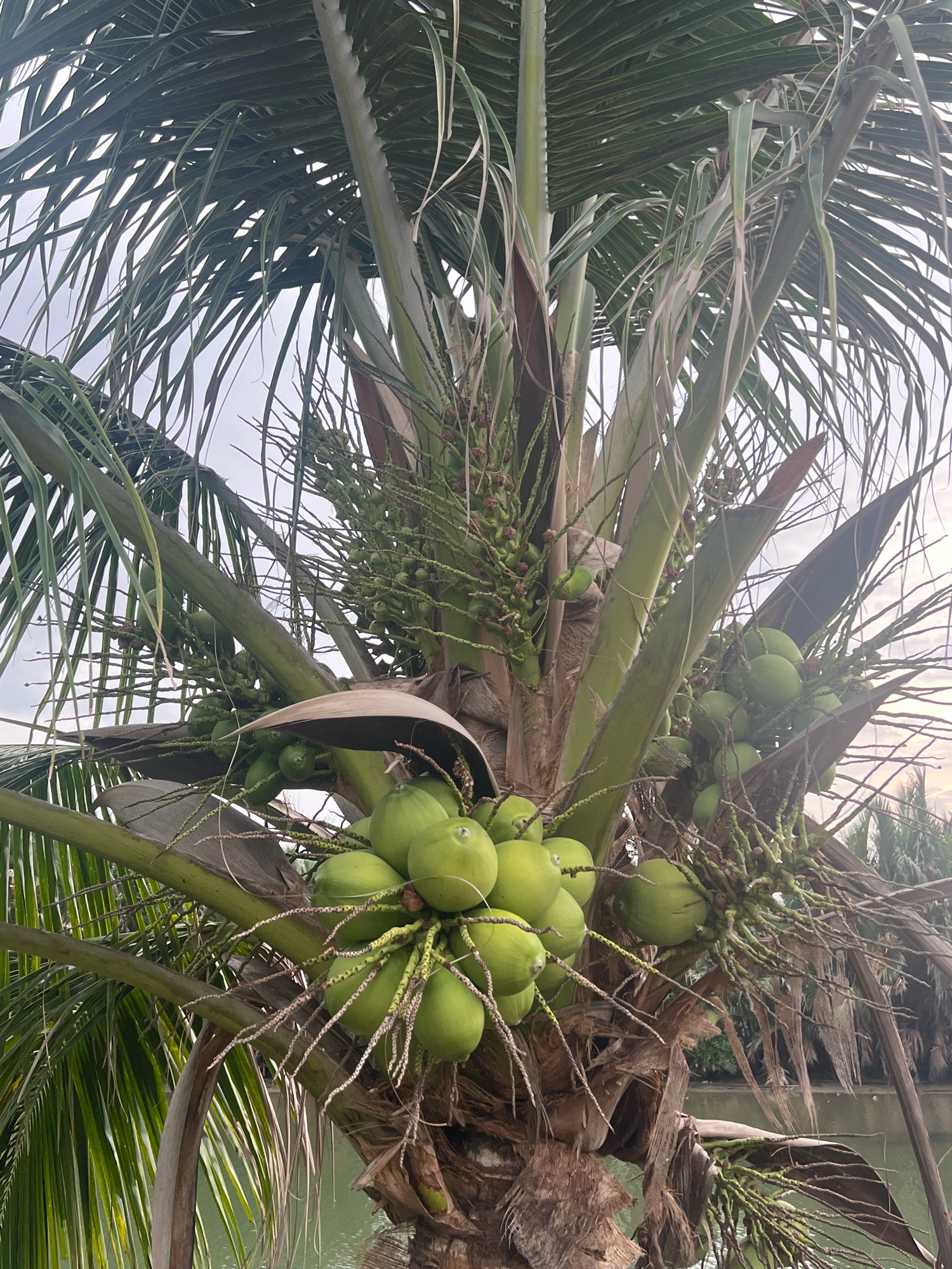 The image shows a close-up view of a coconut palm tree heavily laden with green coconuts. The coconuts are clustered together, some still attached to their stems, which hang down from the tree trunk. The palm fronds, a vibrant green, are seen in the foreground and surrounding the coconuts, with some older, brown fronds also visible. The background is slightly blurred, but hints of a body of water, possibly a canal or river, and other vegetation can be discerned, suggesting an outdoor setting. The lighting indicates it might be overcast or late in the day. This scene is typical of the many coconut palms found along the waterways and agricultural areas of Hoi An, Vietnam, a historic city known for its picturesque canals and lush landscapes. There are no people visible in the image.