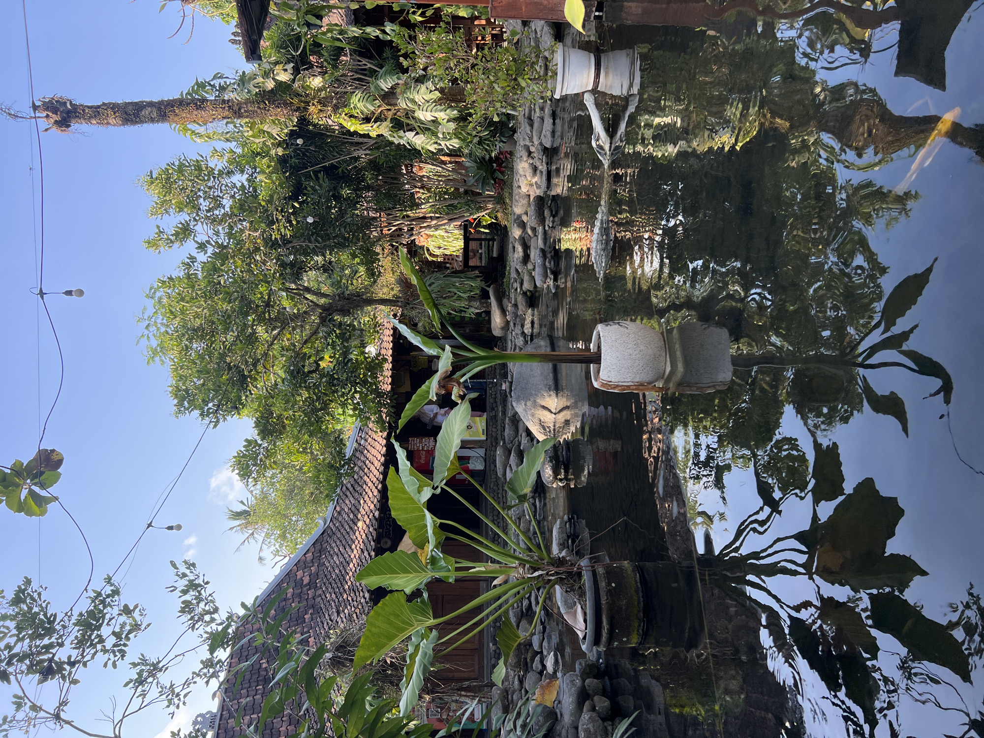 This image depicts an outdoor pond area with lush vegetation and traditional Indonesian architecture in Tlogoadi, Indonesia. The foreground features a dark, reflective pond with smooth, grey stones lining its edges. Several potted plants are situated around the pond, including a large plant with broad, green leaves in a dark pot on the left, and a smaller plant in a textured, light-colored pot in the center. The pond's surface mirrors the surrounding greenery and the blue sky, creating a tranquil atmosphere.
In the midground, a traditional building with a reddish-brown tiled roof and wooden elements is visible behind the pond. The building appears to be a restaurant or a similar establishment, with some people standing near the entrance. A tall, slender structure, possibly a dried tree trunk covered in moss and vines, stands to the right of the building.
The background is filled with a variety of trees and other plants, creating a dense, verdant environment. Overhead, strings of light bulbs are strung across the scene, suggesting it might be an area for evening gatherings. The overall impression is one of a serene, natural setting integrated with local cultural elements. There is also a yellow koi fish visible in the pond towards the right side of the image.