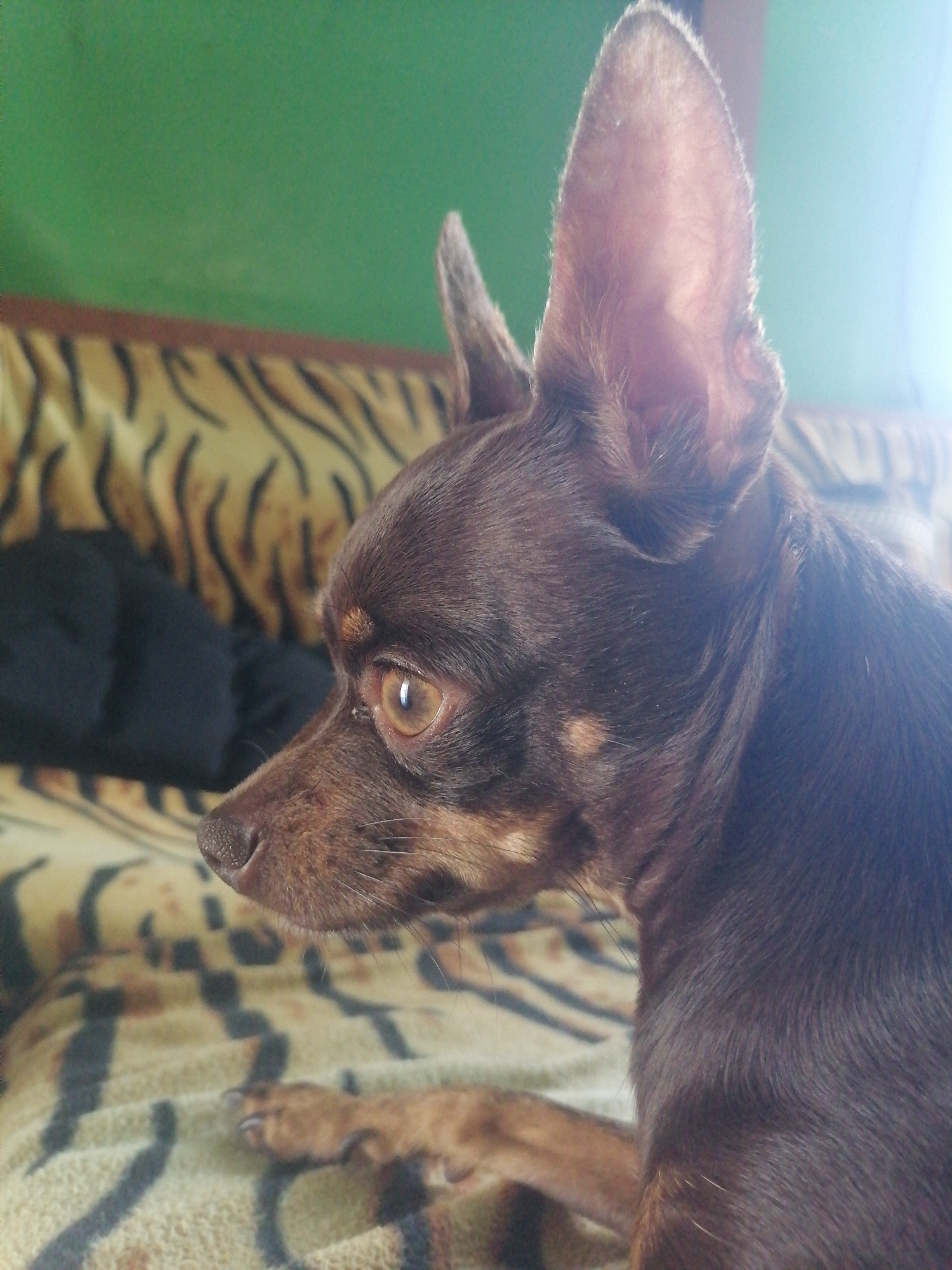 A close-up, profile shot shows a small, dark brown dog with large ears, resting on a textured surface. The dog is facing left, with its head slightly tilted up. Its eye is a light brown, and its nose is dark. The background is out of focus, but appears to be a green wall with a patterned blanket or sofa underneath the dog. There is a bright light source coming from the right side of the image, creating a glare. The image is likely taken indoors, possibly in a home in Novopokrovka, Russia, as there are no other discernible environmental clues.