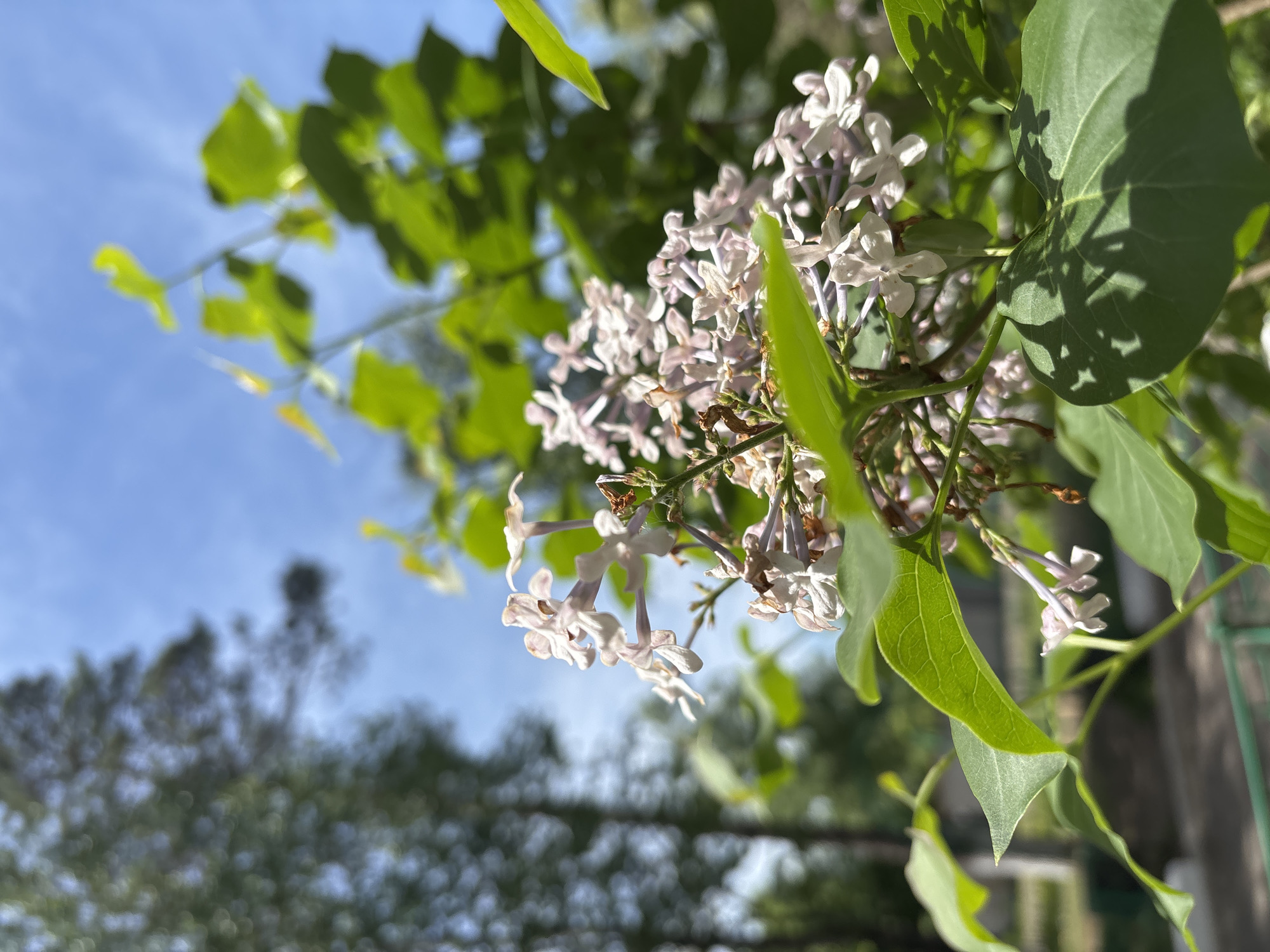 The image shows a close-up of a lilac bush in full bloom, set against a backdrop of a partly cloudy sky and blurred foliage. The lilac flowers are light purple and white. Some green leaves are visible among the flowers. The lower portion of the image has a blurred, out-of-focus background of more green foliage and possibly other trees. The sky is blue with some wispy clouds. The exact location within an area known as Unknown, Unknown is not discernible from the provided image. No people are visible in the image.