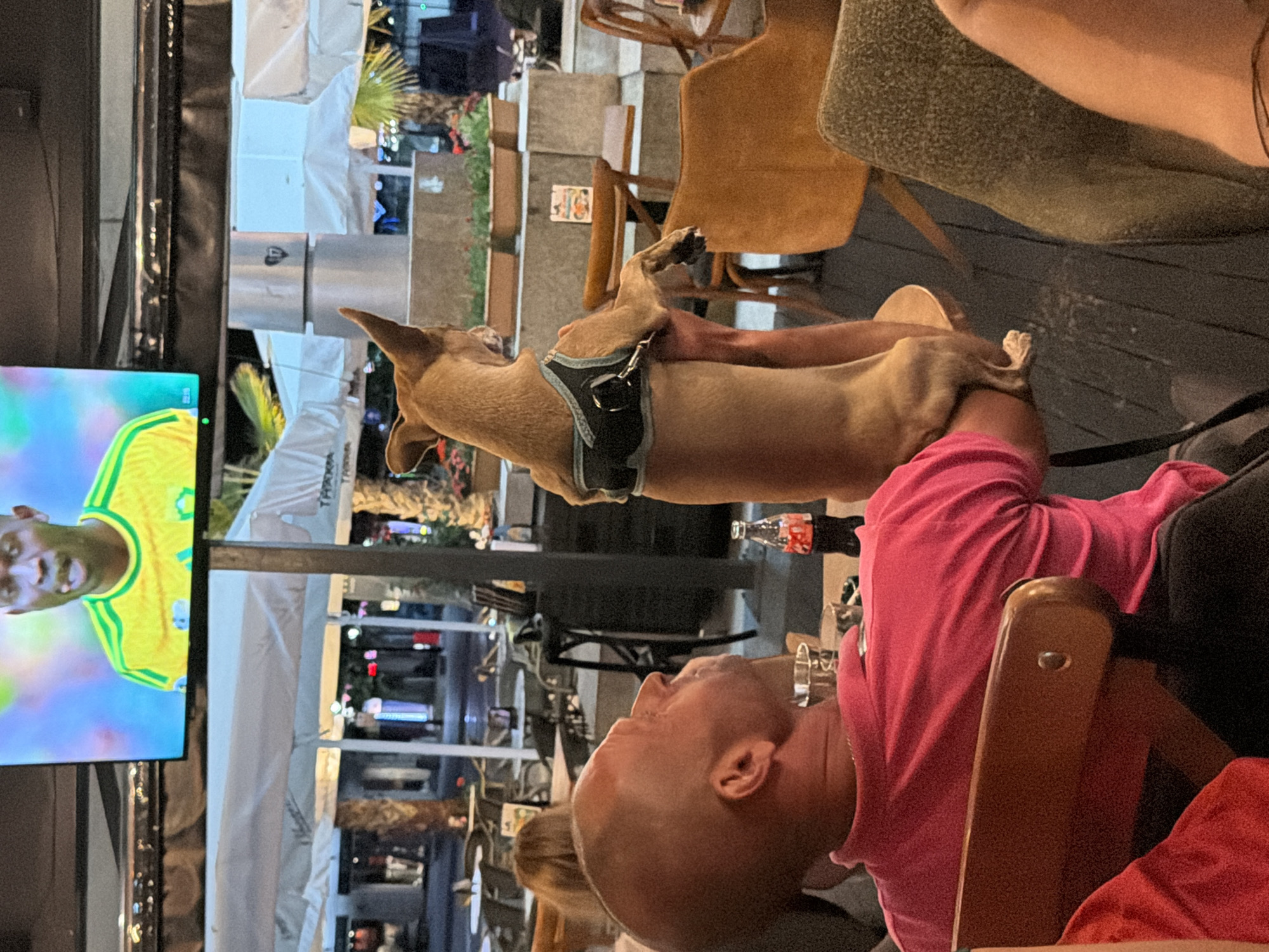 In Burgas, Bulgaria, a bald man wearing a pink polo shirt sits at an outdoor cafe table, looking upwards towards a large television screen. A small brown dog, wearing a harness, is held in his arms and also faces the screen. The dog's back is to the camera. In the background, other cafe patrons and outdoor seating are visible. The scene suggests a casual evening outing at an establishment in the city.