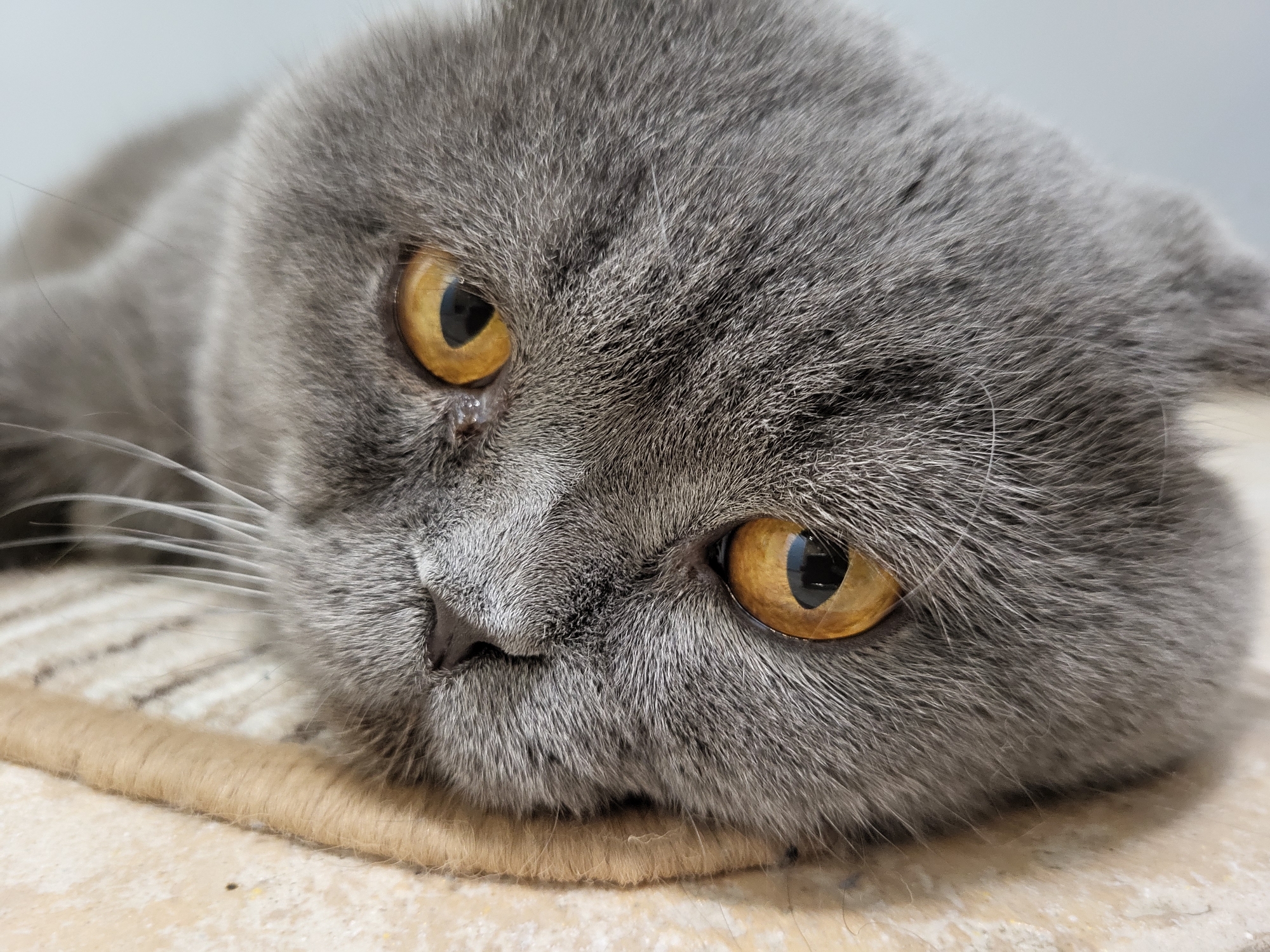 A close-up, eye-level, static shot focuses on the face of a grey Scottish Fold cat. The cat is lying down, with its head resting on a beige mat with striped brown and cream markings. The cat's fur is dense and short, with subtle variations in grey tones. Its ears are folded down, characteristic of the breed. The cat's eyes are large, round, and a striking amber-orange color, with vertical black pupils. The left eye appears to have a slight discharge in the inner corner. The cat's nose is small and dark, set within a lighter grey muzzle area. Long, white whiskers extend outwards from the muzzle. The background is a soft, out-of-focus light grey. The lighting is soft and diffuse, creating a gentle illumination of the cat's face.