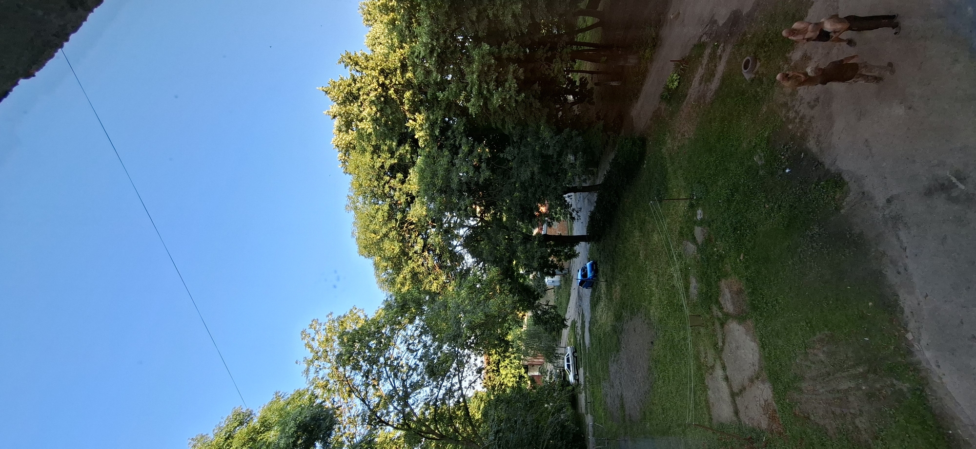 This is a vertical, medium-range shot taken from an elevated perspective, looking down upon a grassy courtyard area bordered by trees and a dirt path. The scene appears to be in a residential district in Kamianets-Podilskyi, Ukraine, likely during daylight hours given the clear blue sky and sunlight illuminating the foliage.
In the foreground, on the right, a group of four adult males are present. One individual, wearing camouflage pants and a dark shirt, stands with his back partially to the viewer, seemingly gesturing or pointing. To his left and slightly behind, another male, shirtless and wearing dark shorts, stands facing away. To the left of the camouflage-pants-wearing male is another shirtless individual, facing right and appearing to be talking on a mobile phone. Behind these three, a fourth male, shirtless and wearing dark pants, stands facing left. A deflated tire is visible near these individuals.
The courtyard itself is a patch of green grass, uneven and somewhat worn in places, with scattered paving stones and a wire clothesline supported by two posts. In the mid-ground, a bright blue compact car is parked on the grass. Further back, a white sedan is parked on a paved surface. Surrounding the courtyard are mature trees with dense green foliage, some of which are catching the sunlight. In the background, brick buildings and other structures are partially visible through the trees. A thin dark wire stretches diagonally across the sky from the upper left to the upper right of the frame. The overall impression is of a common area in a residential complex.