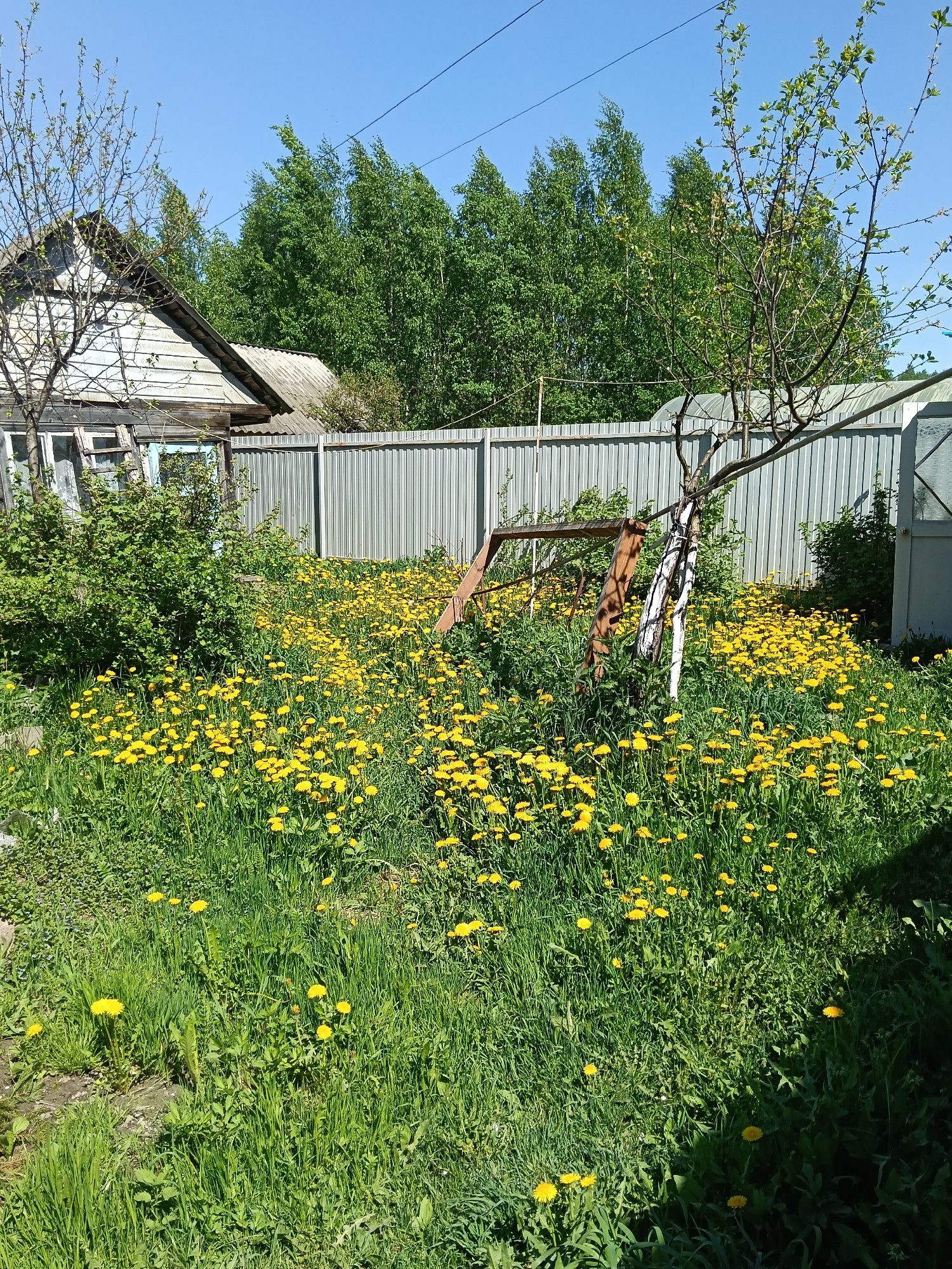 The image depicts a yard in Красный Маяк, Russia, overgrown with dandelions and grass. A weathered house with a gray roof is partially visible on the left. A corrugated metal fence runs across the midground of the scene, with an old wooden swing leaning against it. Trees are visible behind the fence. The sky is clear and blue.