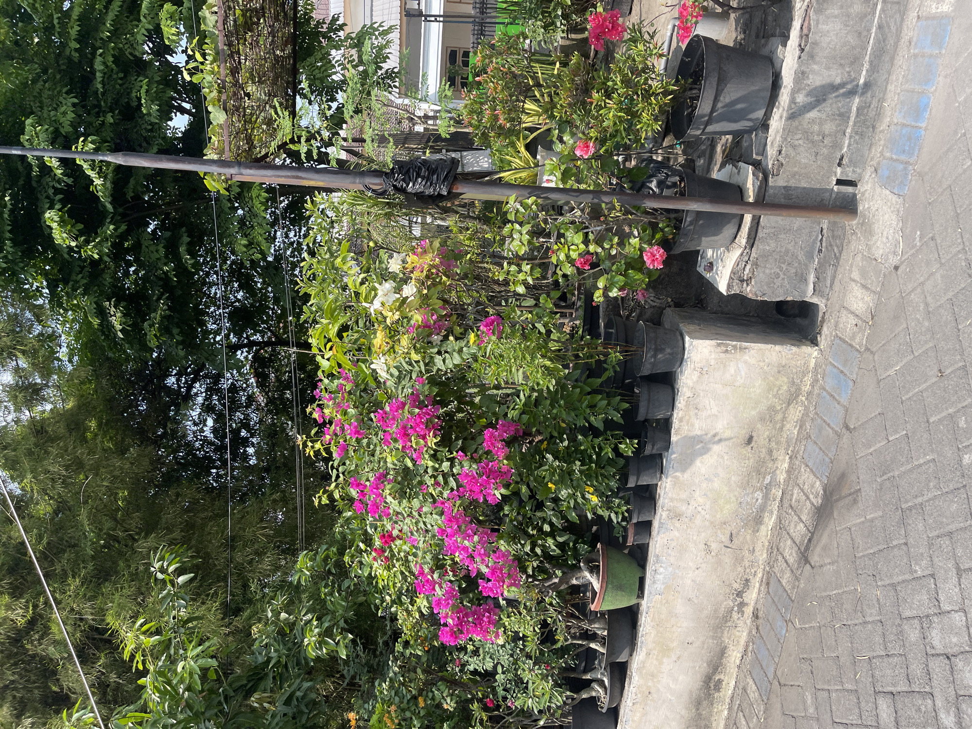 A street-level, eye-level, outdoor, vertical, medium shot captures a collection of potted plants, primarily flowering bougainvillea, arranged along a low concrete retaining wall. The plants are lush and vibrant, with a profusion of bright pink and some white and yellow flowers. Various potted plants, including bonsai-like specimens, are neatly lined up on the wall. To the right, a dark metal pole, possibly a street lamp or utility pole, stands vertically, wrapped in black plastic near its top. The retaining wall is weathered and stained, and it sits adjacent to a paved walkway made of interlocking grey bricks. In the background, there are glimpses of greenery from taller trees and a building with a white exterior and a dark roof. The lighting suggests it is daytime, likely under a clear sky, casting shadows on the ground. This scene is located on a street in Sidoarjo, Indonesia, a city known for its horticultural activities and a variety of plants, including the prominent bougainvillea species often cultivated for their aesthetic appeal in residential and public spaces.