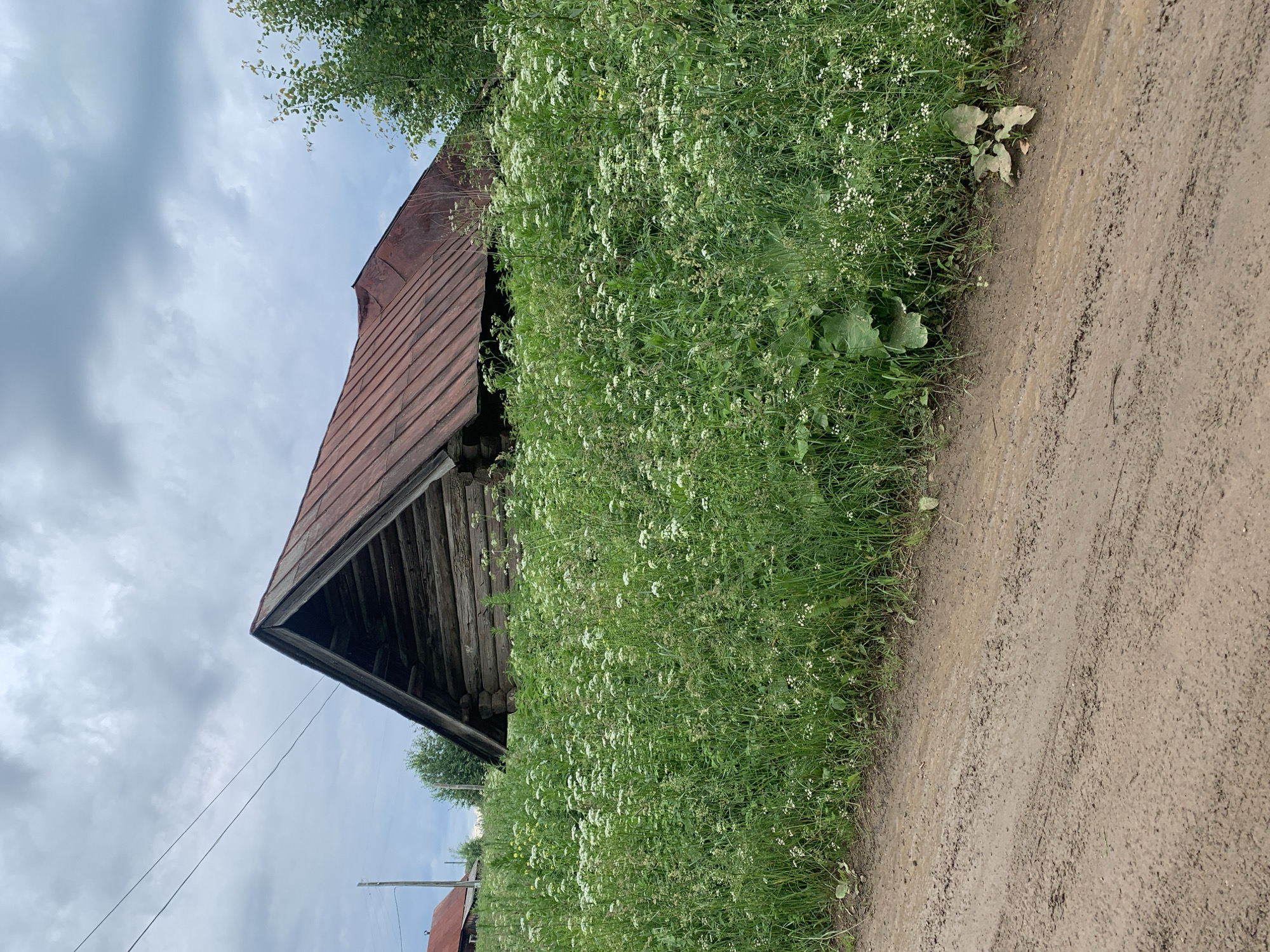 A rustic, dilapidated wooden building with a weathered, reddish-brown metal roof is half-hidden by a dense growth of tall, green grass and white wildflowers. The building appears to be constructed from logs, with the top portion of its gable end visible above the vegetation. The roof has a slightly bowed or uneven profile. In the background, a cloudy, overcast sky stretches across the frame, with some power lines visible in the upper left quadrant. To the left of the main structure, the edge of another building with a red roof is discernible. The foreground is dominated by a muddy, dirt road with visible tire tracks. The scene is set in a rural environment, likely in the village of Barsai, Russia, given the context. There are no people visible in the image, and no actions or interactions are depicted. The overall impression is one of abandonment and nature reclaiming the structure.