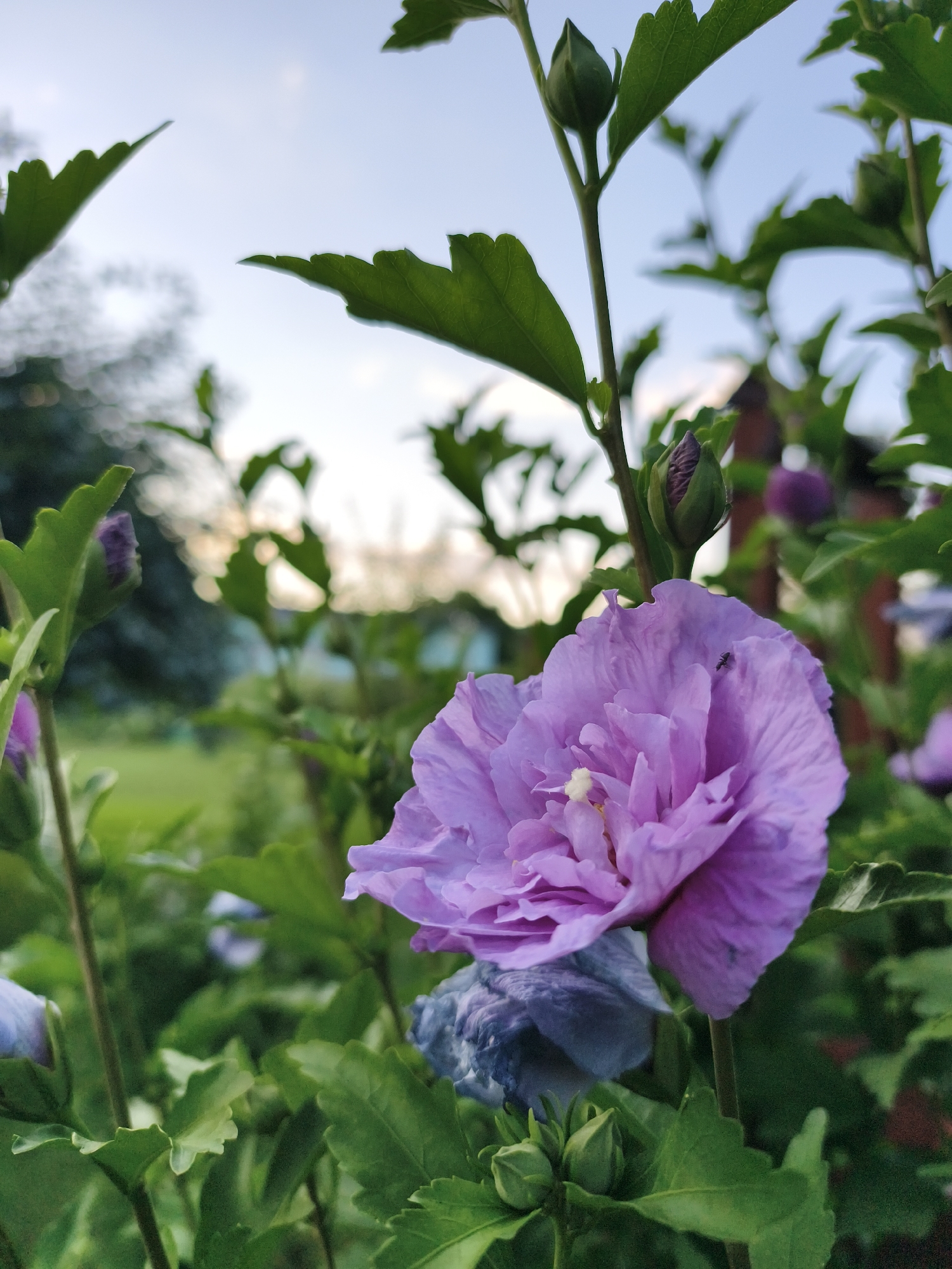 The image shows a close-up of a blooming purple hibiscus flower, with a small black ant on one of its petals. The flower is surrounded by lush green leaves and other hibiscus buds and blooms in various stages of development. In the background, a blurred view of a garden or park can be seen, with hints of trees and a building, suggesting an outdoor setting. The sky above is a soft blue with subtle clouds, indicating it is likely daytime. The overall impression is one of a serene garden scene. The image was taken in Tczew, Poland.