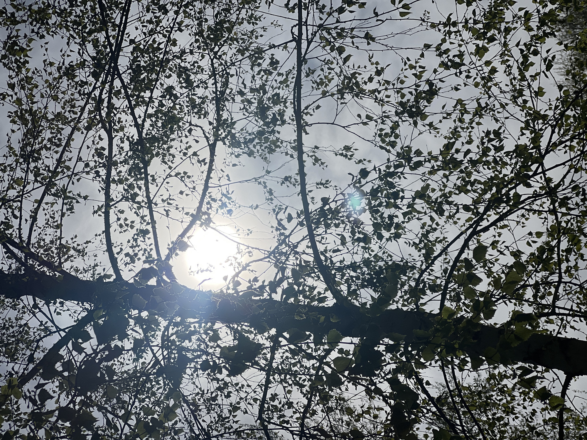 The image shows a view looking upwards through tree branches and leaves towards a bright sky. The sun is visible through the branches, creating a glare and silhouetting the tree parts. A thick tree branch is horizontally in the foreground. The sky appears cloudy and overcast. There are no people visible. The exact location in Chaikovsky, Russia cannot be determined from the image alone.