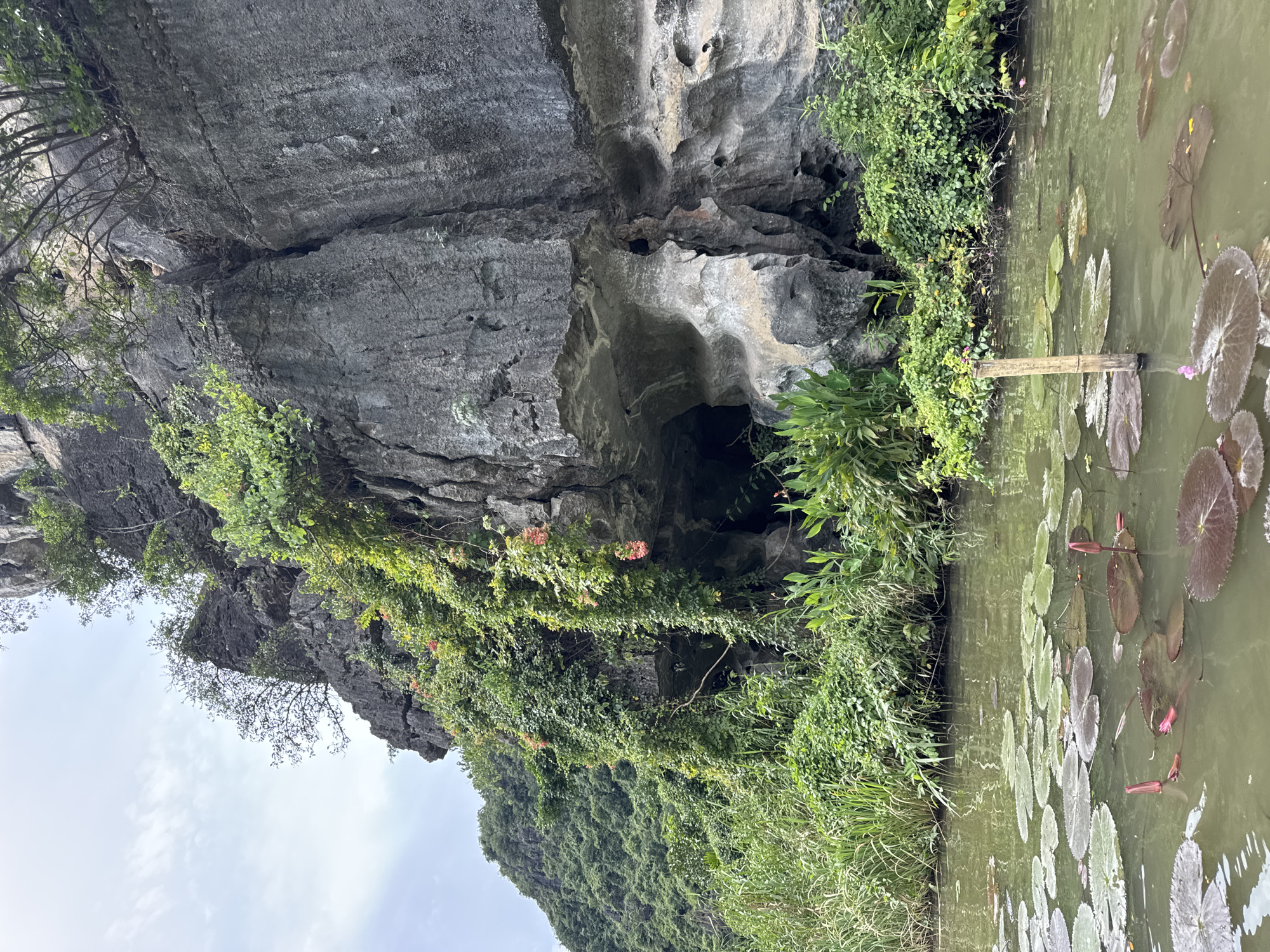 A vertical, eye-level shot captures a rocky cliff face overgrown with lush green vegetation and dotted with small pink flowers, overlooking a tranquil body of water filled with lily pads and a few pink lily buds. The cliff, a dominant feature of the scene, features a dark, cavernous opening. The water's surface is a murky green, reflecting the overcast sky. Tall reeds and dense foliage line the edge of the water, leading up to the cliff. In the distance, a verdant, tree-covered mountain rises against a pale sky. The scene appears to be in Nam Hoa Lư Ward, Vietnam, likely a natural landscape within or near the city.