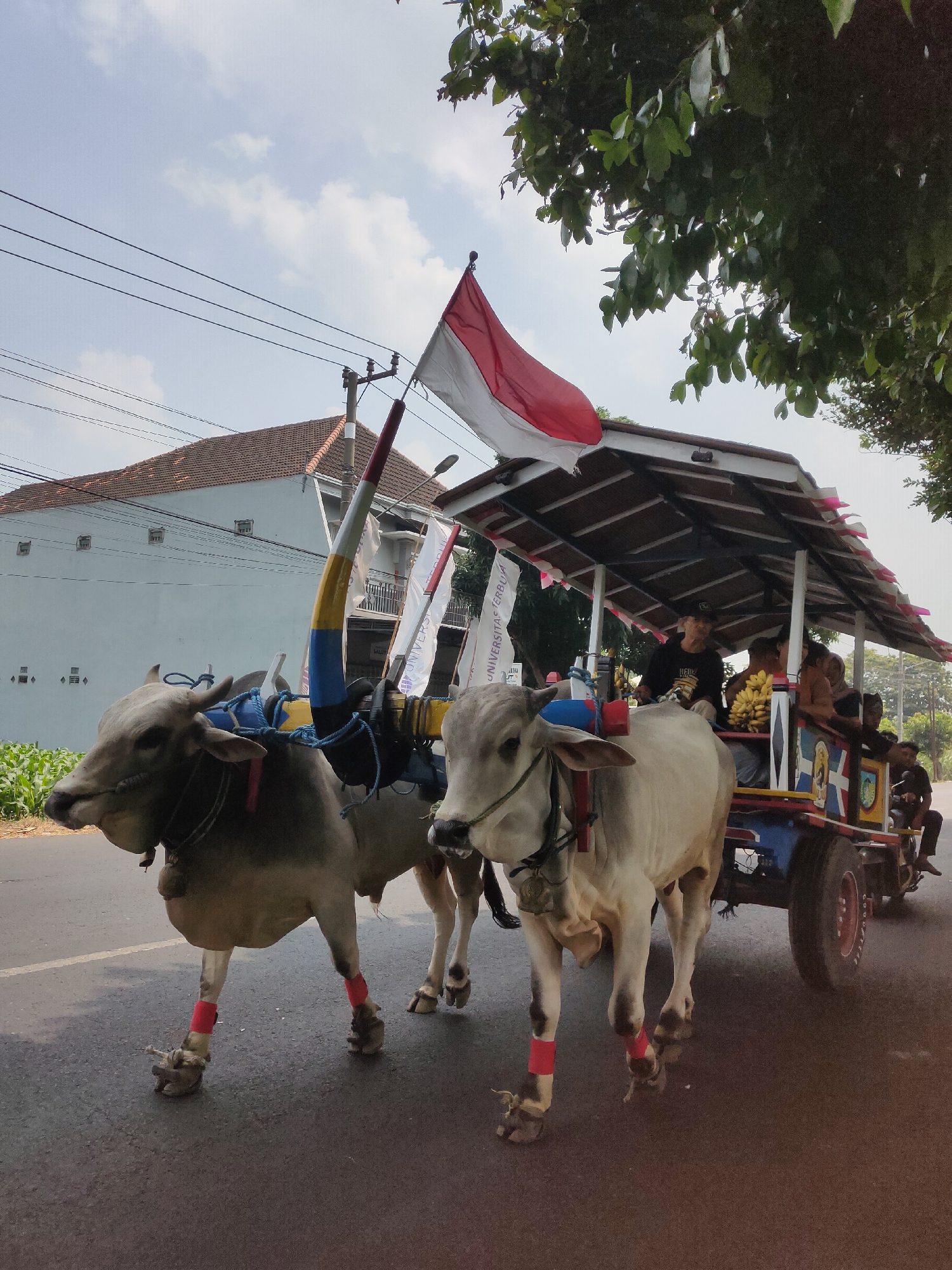 The image captures a bullock cart procession in Ngasem, Indonesia. Two light-colored oxen, adorned with red bands on their legs, pull a wooden cart. The cart has a covered roof decorated with red and white pennants and a prominent Indonesian flag. Several people are seated on the cart, including a man in a black t-shirt and cap, a woman, and other passengers. A bunch of bananas is visible on the cart. In the background, a light blue house with a tiled roof is visible, along with power lines and lush green trees. The procession is moving along an asphalt road, with cornfields visible on the left side of the frame. A motorcycle rider is also present in the background, following the cart. The scene appears to be a festive or cultural event, given the decorations and the presence of multiple people on the cart. The sky is partly cloudy.