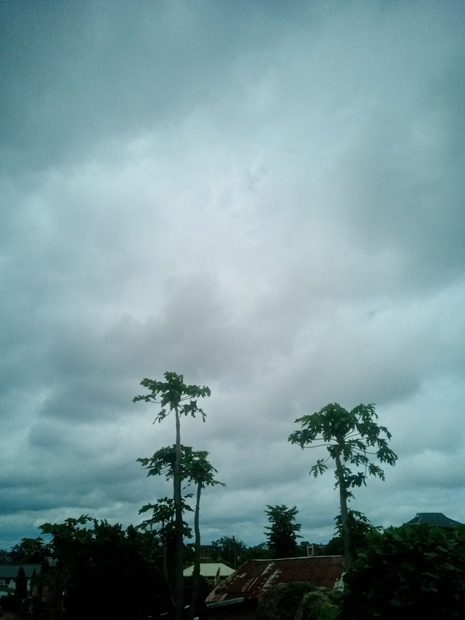 An outdoor, eye-level, vertical shot captures three papaya trees against a heavily overcast sky. The sky dominates the upper two-thirds of the frame, filled with a dense, textured layer of gray clouds with a slight bluish tint. The lower third of the image shows the tops of the papaya trees, with their distinctive palmate leaves, and a dark silhouette of other foliage and some rooftops. One tall papaya tree stands centrally, with two shorter ones to its left and right. The overall lighting is dim and diffused, suggesting an impending or recent rain. The setting appears to be a residential area, likely within the city of Jos, Nigeria, given the tropical vegetation and building styles.