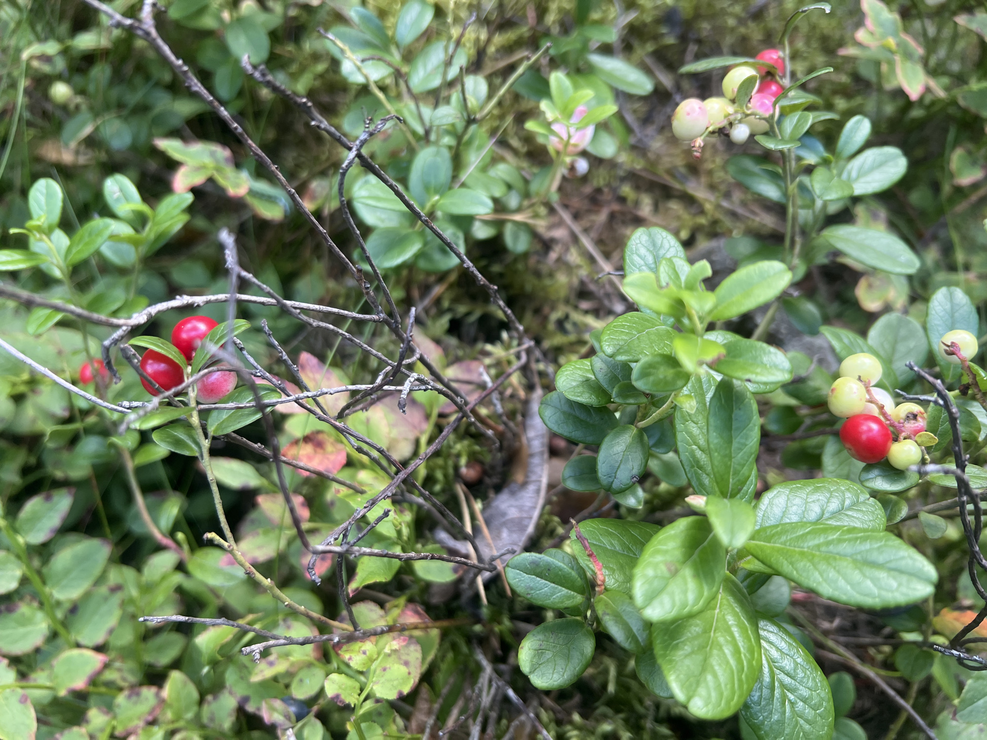 The image shows a close-up view of lingonberry bushes in a natural, outdoor environment. The foreground is dominated by vibrant green leaves and small, round berries, some of which are bright red and appear ripe, while others are pale green and unripe. Thin, dry branches crisscross the scene, some obscuring parts of the foliage and berries. The background consists of more blurred green leaves and mossy ground, suggesting a forest floor or similar woodland setting. The lighting indicates it is daytime, possibly overcast or shaded, as there are no harsh shadows. The overall impression is one of wild nature, focusing on the details of the lingonberry plants.