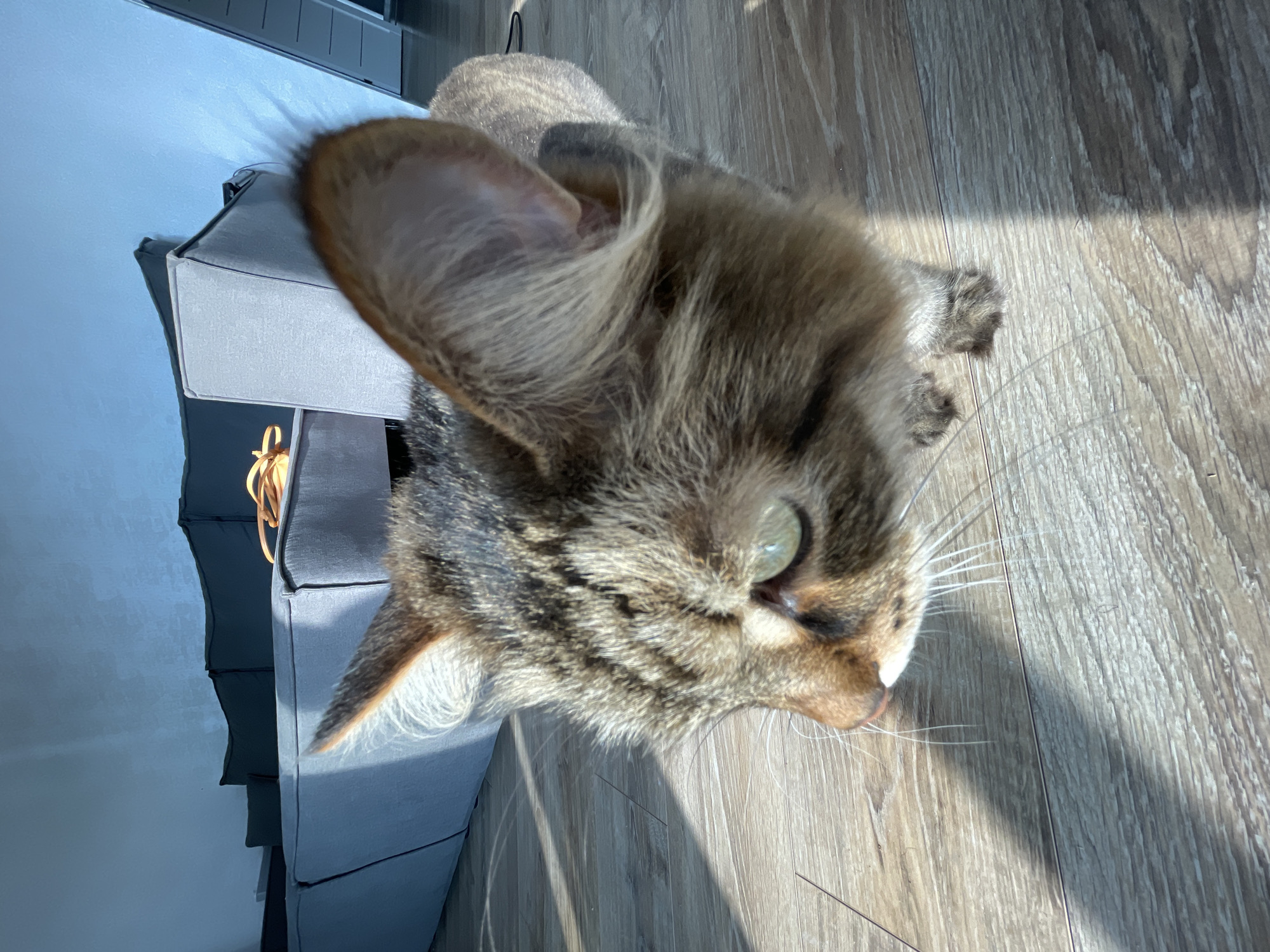 A close-up, low-angle shot captures a tabby cat standing on a wooden floor, illuminated by sunlight creating distinct shadows. The cat is facing left, with its green eyes partially visible. Its ears are prominent, with one turned slightly forward and the other back. In the background, a large, gray modular sofa is visible against a light blue wall. The setting appears to be indoors, in an unknown urban location.