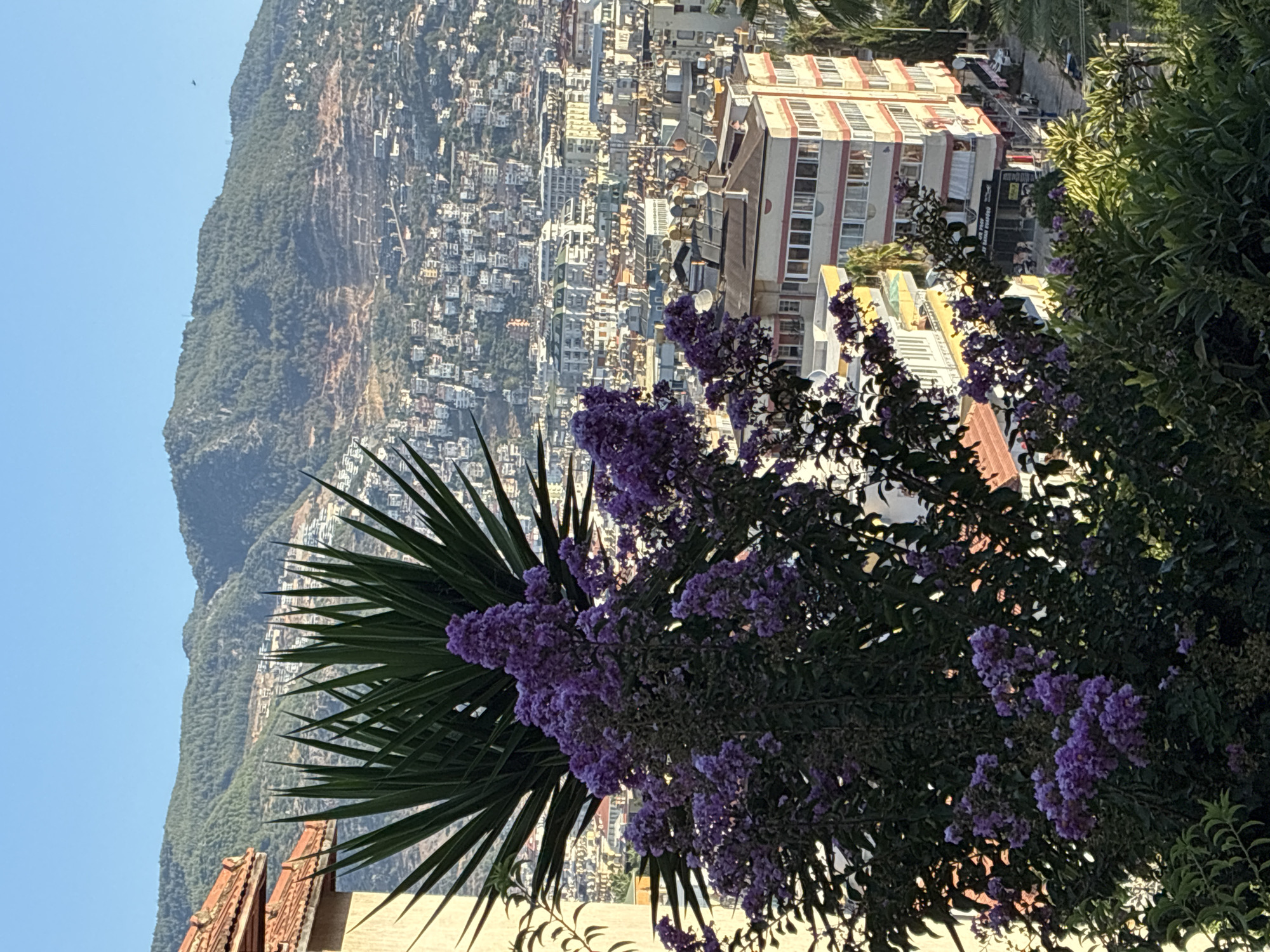 This is a photograph of Alanya, Turkey, taken from an elevated vantage point. In the foreground, a bush with purple flowers and large, spiky green leaves is prominent. Behind this foliage, a city stretches out, with numerous buildings of varying heights and architectural styles. Many of the buildings are light-colored, with balconies and satellite dishes visible on their roofs.
Further in the background, a densely forested mountain rises, with some terraced areas and construction visible on its slopes. The sky above is a clear, bright blue. The lighting suggests it is daytime, with sunlight illuminating the scene. A small bird is visible in flight against the mountain.