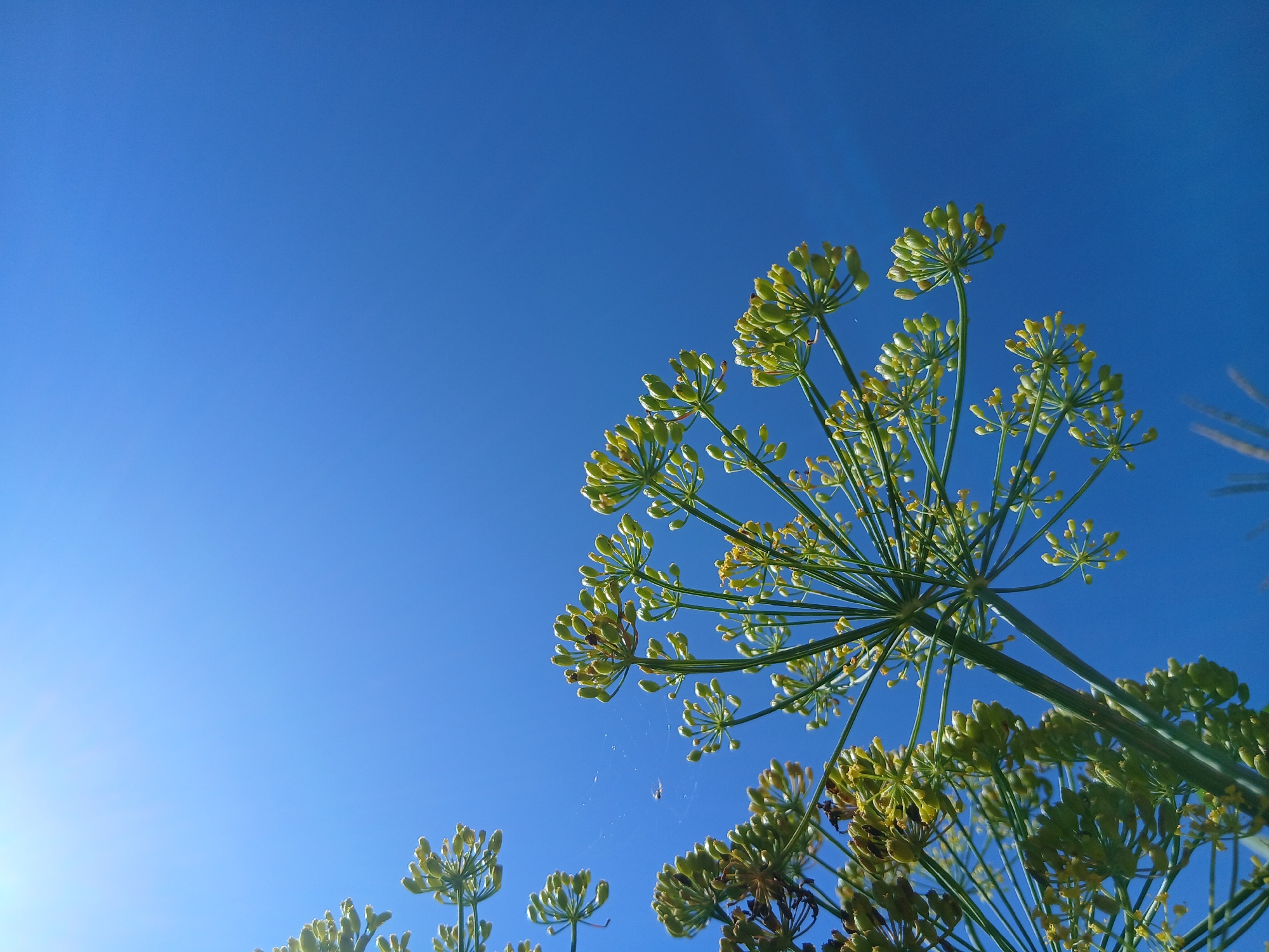 A low-angle, close-up shot captures the delicate, umbrella-shaped seed heads of dill plants against a vibrant, clear blue sky. The dill, predominantly green with hints of yellow, dominates the right side of the frame, with its intricate stems and small, budding seeds. A faint spiderweb is visible between two of the dill flower clusters. The sun's glare is apparent on the left side of the image, creating a lens flare effect. The scene is devoid of any human presence or man-made structures, suggesting an outdoor, natural setting.