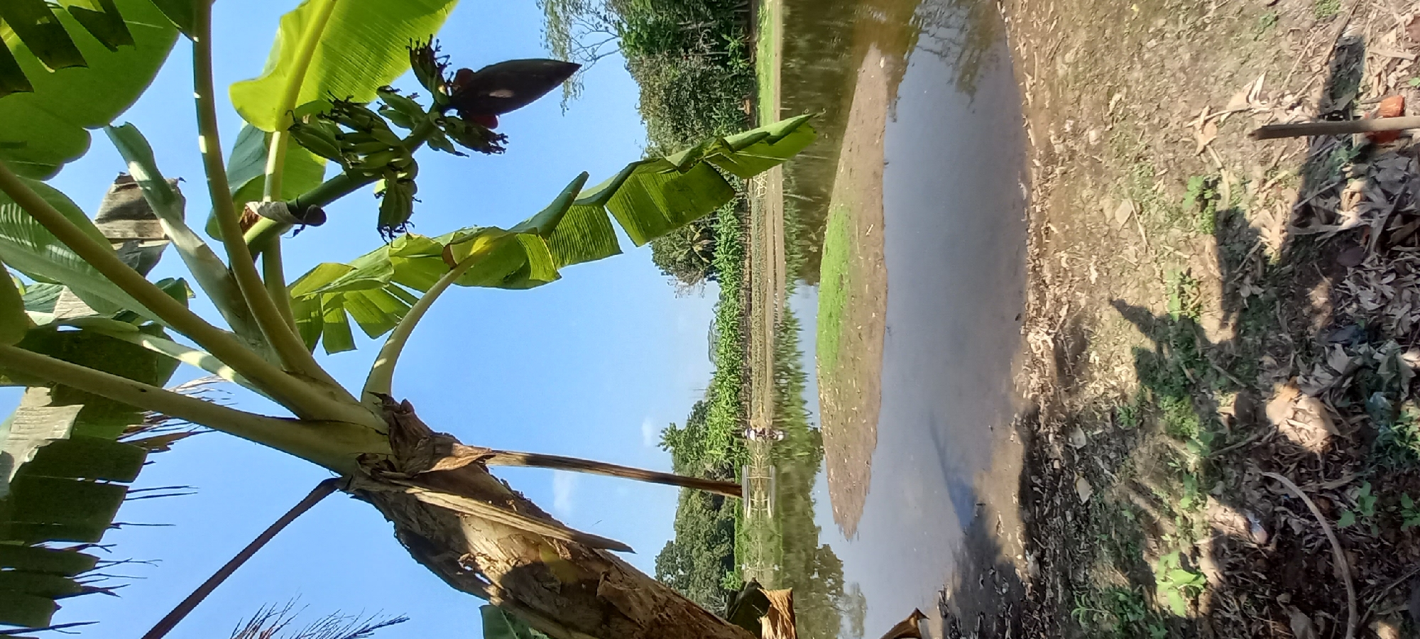 This is a vertical, medium-shot, outdoor photograph taken in the city of Cintaratu, Indonesia. In the foreground, a banana tree with large green leaves and a developing bunch of bananas is prominent, with its trunk arching over the scene. The background reveals a calm body of water, likely a pond or lake, reflecting the clear blue sky and surrounding vegetation. A small island of green grass and mud is situated in the middle of the water. On the far bank of the water, there appears to be a person engaged in some activity, possibly fishing or tending to crops, near a structure that resembles a small boat or platform. Beyond this, rows of banana trees stretch towards a backdrop of lush green trees and foliage, indicating a rural or agricultural setting. The ground in the immediate foreground is covered with dry leaves, twigs, and sparse vegetation, with shadows cast by the banana tree indicating the presence of sunlight. The overall impression is one of a peaceful, natural environment under a bright, sunny sky.