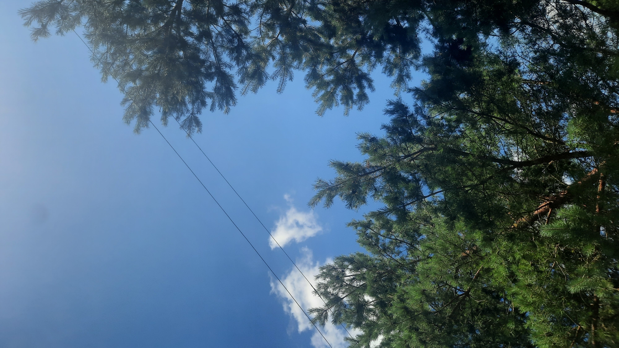 The image depicts a view looking upwards towards a clear blue sky, framed by the green needles of pine trees. Two power lines stretch diagonally across the sky, originating from the upper left and extending towards the lower right. A few wisps of white clouds are visible against the blue expanse. The scene is dominated by the foliage of the pine trees, with their branches and needles creating a natural canopy. The lighting suggests it is daytime, possibly with the sun casting some glare or bright spots, particularly noticeable on the upper left portion of the sky. The image appears to be taken outdoors, likely in a natural or semi-natural environment where pine trees are prevalent. Without further context, it is not possible to pinpoint the specific location within Shklov, Belarus, beyond the general indication of an area with pine trees and overhead power lines. There are no people, animals, or discernible man-made structures other than the power lines.
