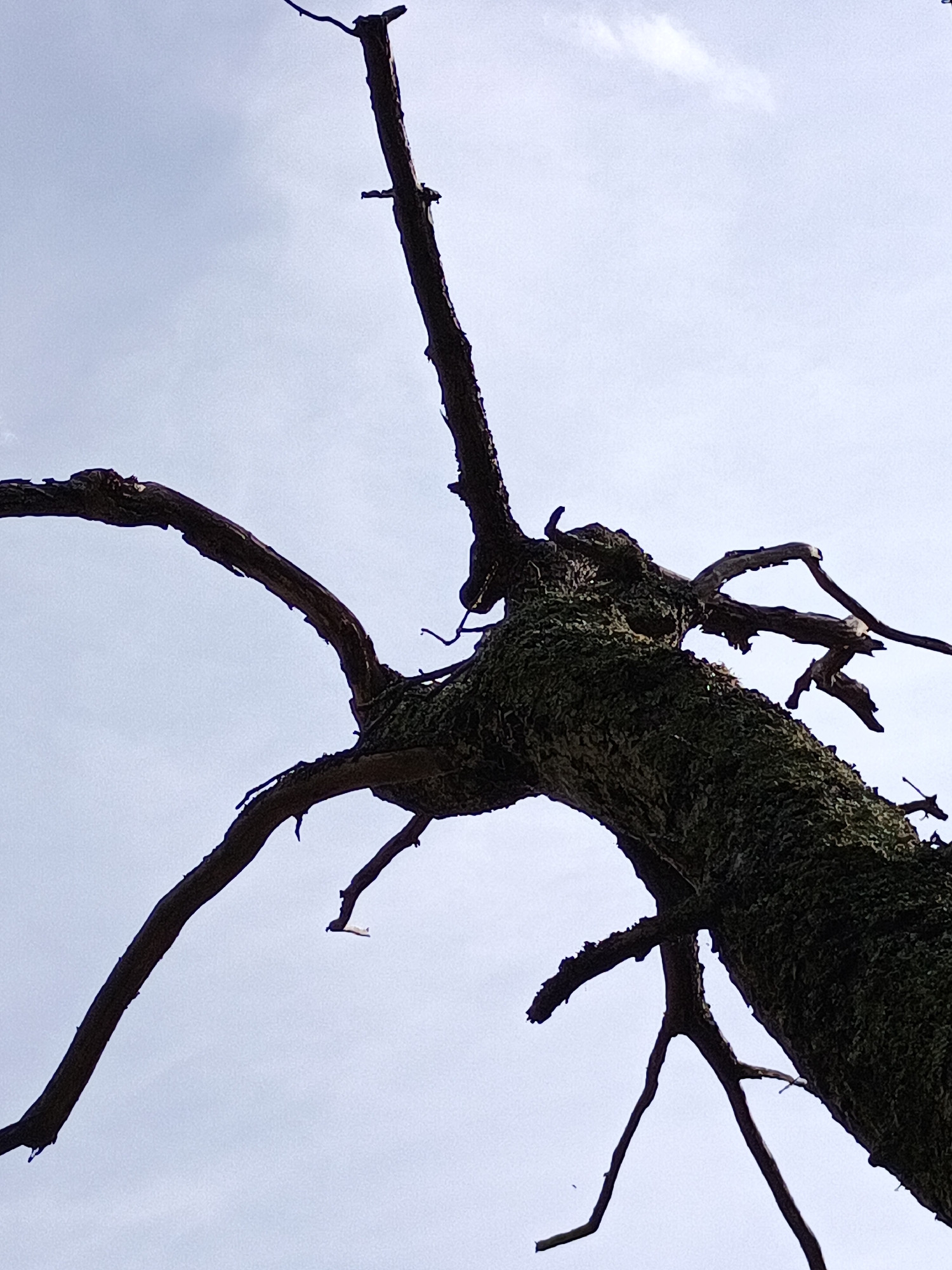 A low-angle, upward shot reveals the gnarled branches of a dead tree against a pale, cloudy sky. The bark of the tree is rough and covered in moss. The branches twist and contort, some appearing sharp and pointed, while others are thicker and more substantial. The overall impression is one of decay and resilience. The image was taken in the city of Évreux, France.