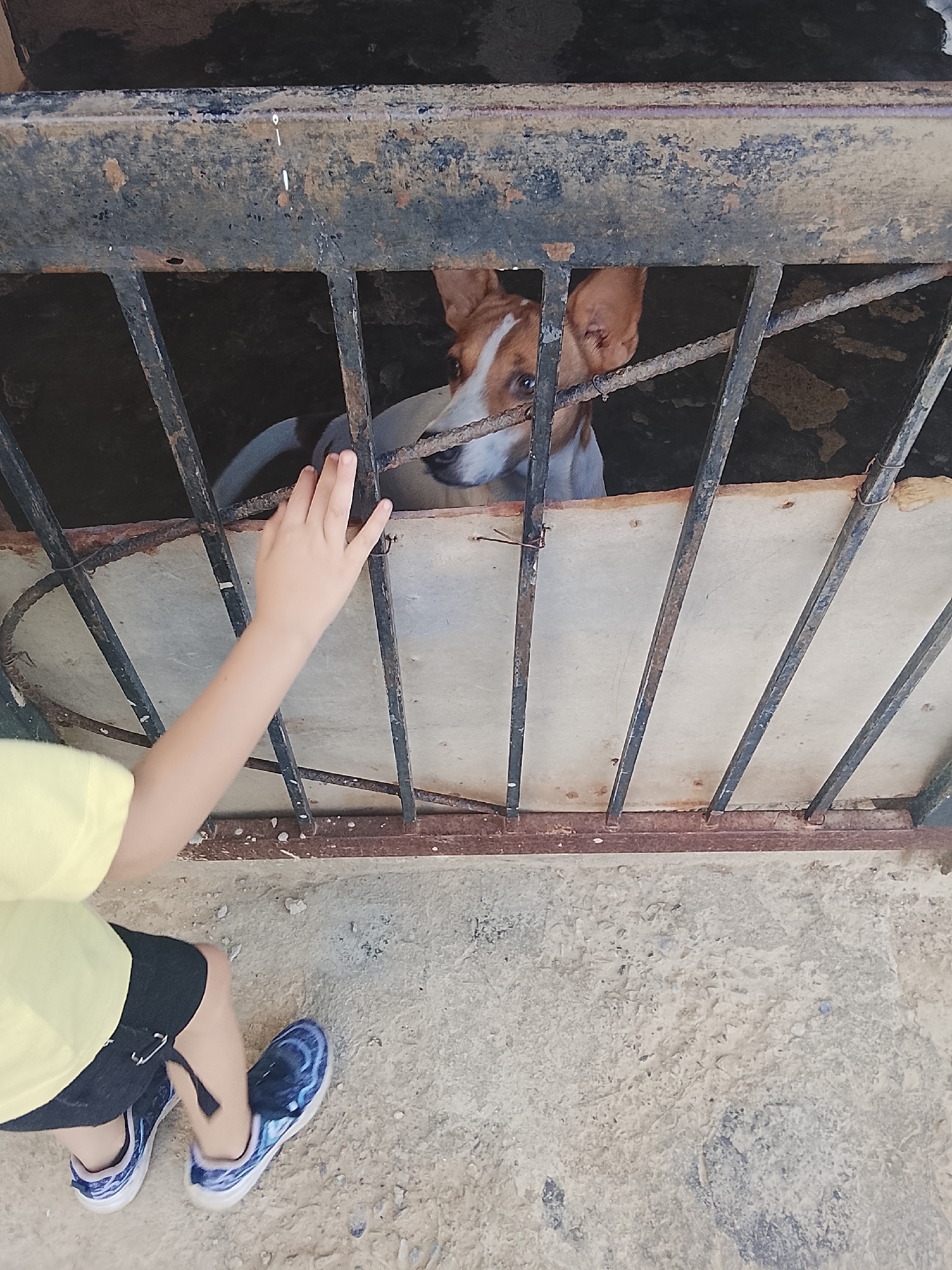 A child extends their hand towards a dog peering through a metal grate. The child wears a yellow shirt, black shorts, and blue sneakers. The dog has white and brown fur and is positioned behind the grate. The surrounding area appears to be a concrete surface. The location is Altagracia, Venezuela.