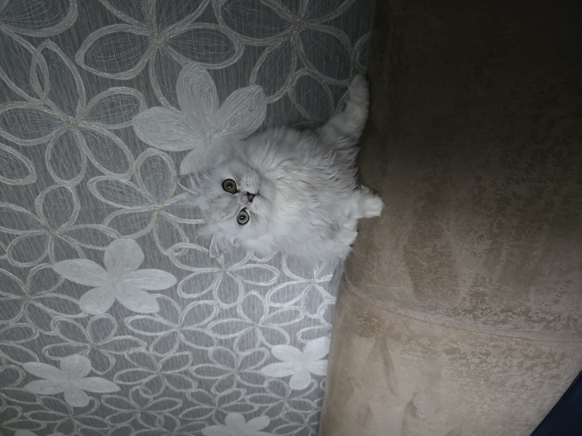A fluffy white cat with green and yellow eyes is sitting on a beige couch. The cat is looking directly at the camera. The background is a grey wallpaper with a white floral pattern. The image was taken indoors, likely in a residential setting. There is no visible information to suggest the location in the city of Novocheboksarsk, Russia.