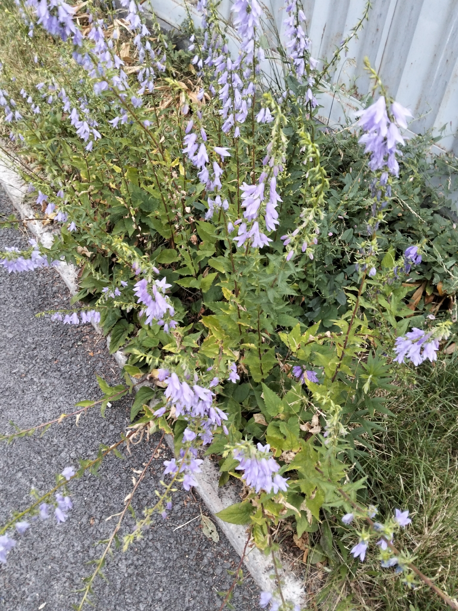 The image shows a patch of bell-shaped purple flowers, likely Campanula, growing along a sidewalk in Almaty, Kazakhstan. The flowers are clustered on tall, slender stems with green leaves. The sidewalk is made of asphalt and bordered by a concrete curb. Behind the flowers, a light-colored, corrugated metal fence is visible. The scene appears to be outdoors, with dry grass and some dead leaves scattered around the base of the plants. There are no people or animals present in the image. The lighting suggests it is daytime.