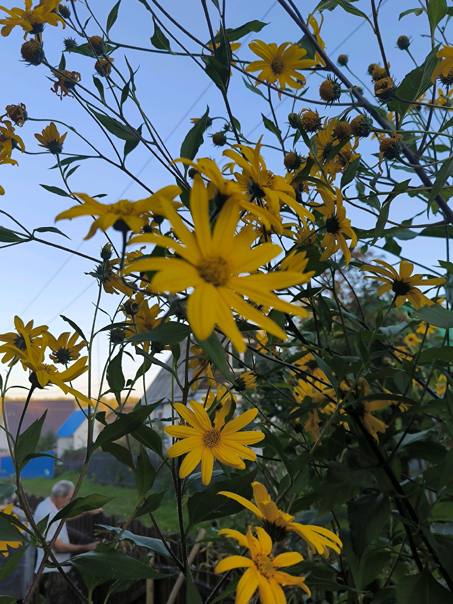 The image shows a cluster of yellow flowers, likely Jerusalem artichokes, in bloom against a backdrop of a pale blue sky. The flowers are in various stages of bloom, with some fully open and others in bud. Their petals are long and slender, radiating from a central disk. The stems are thin and dark, with green leaves interspersed throughout.
In the background, a residential area is visible, with a house featuring a bright blue roof and a fence. A person, appearing to be an older man, is partially visible in the lower left corner, wearing a white shirt and grey pants, seemingly engaged in some activity outdoors. The overall setting suggests a garden or yard in a suburban or rural environment. The scene captures the natural beauty of the flowers set against a domestic backdrop, with the sky indicating a daytime setting.