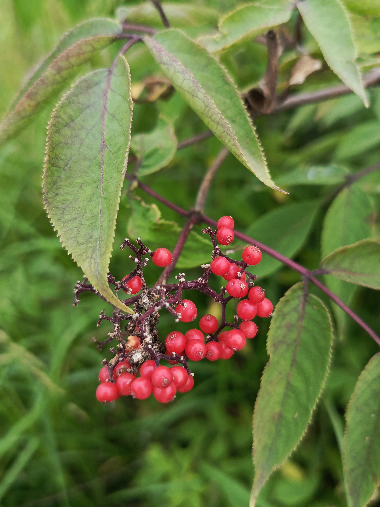 A close-up, top-down shot shows a cluster of small, bright red berries hanging from a dark, thin branch. The berries are round and clustered closely together, with some appearing to be slightly shriveled. Surrounding the berries are several large, elongated green leaves with serrated edges and prominent, reddish veins. The background is a blur of green foliage and blades of grass, suggesting an outdoor setting in a natural environment. The image does not depict any people or structures, and no specific location within Kauchuk Stantsiya, Russia can be identified from the visual information provided.