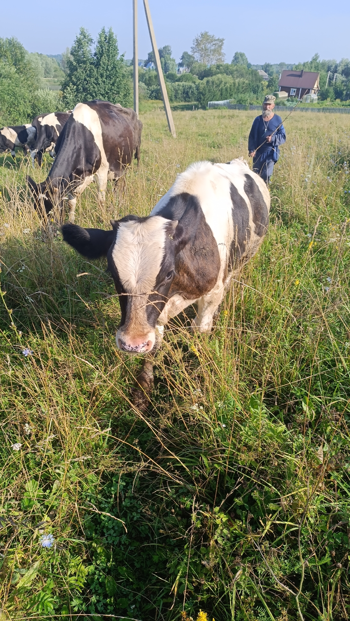 A man in a blue jacket and a camouflage cap stands in a field of tall grass, holding a stick. He is looking towards a black and white cow standing in the foreground. Several other cows are visible in the background, along with trees and houses. The scene appears to be in a rural area, possibly a village, with a power pole and lines in the distance. The sky is clear and blue, indicating a sunny day. The image is a photograph taken outdoors. The location in the city of Karsha, Russia is not discernible from the image itself, but is provided as context.