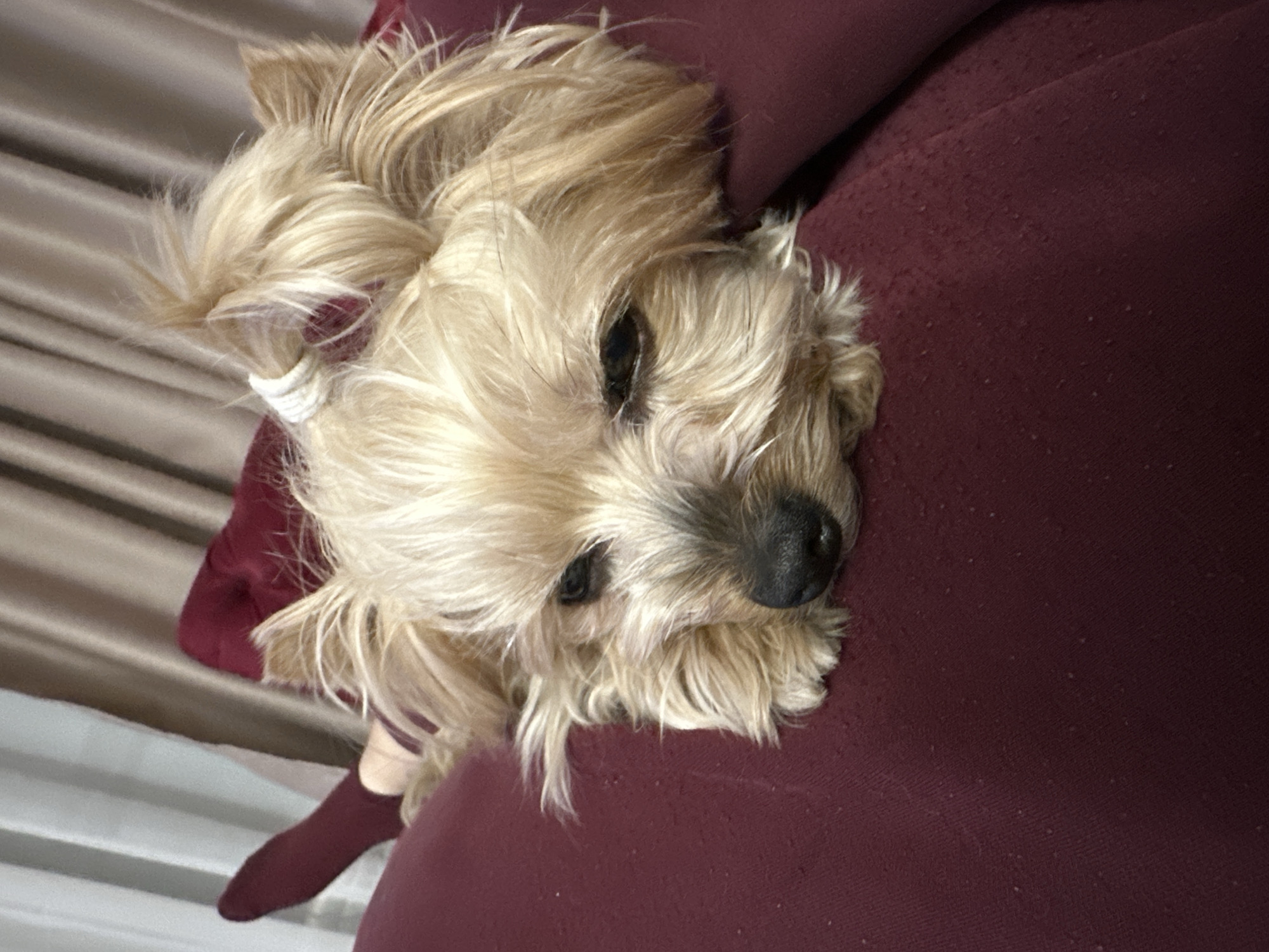 A close-up, angled shot captures a light tan-colored, small dog resting on a burgundy-colored fabric surface that appears to be part of a piece of furniture. The dog has long, shaggy hair obscuring much of its face, but its black eyes and wet nose are visible. A white band is visible in the dog's hair, perhaps holding it back. In the lower left of the image, a burgundy sleeve or sock is discernible against a background of blurred light brown curtains. Location information is not apparent in the image.