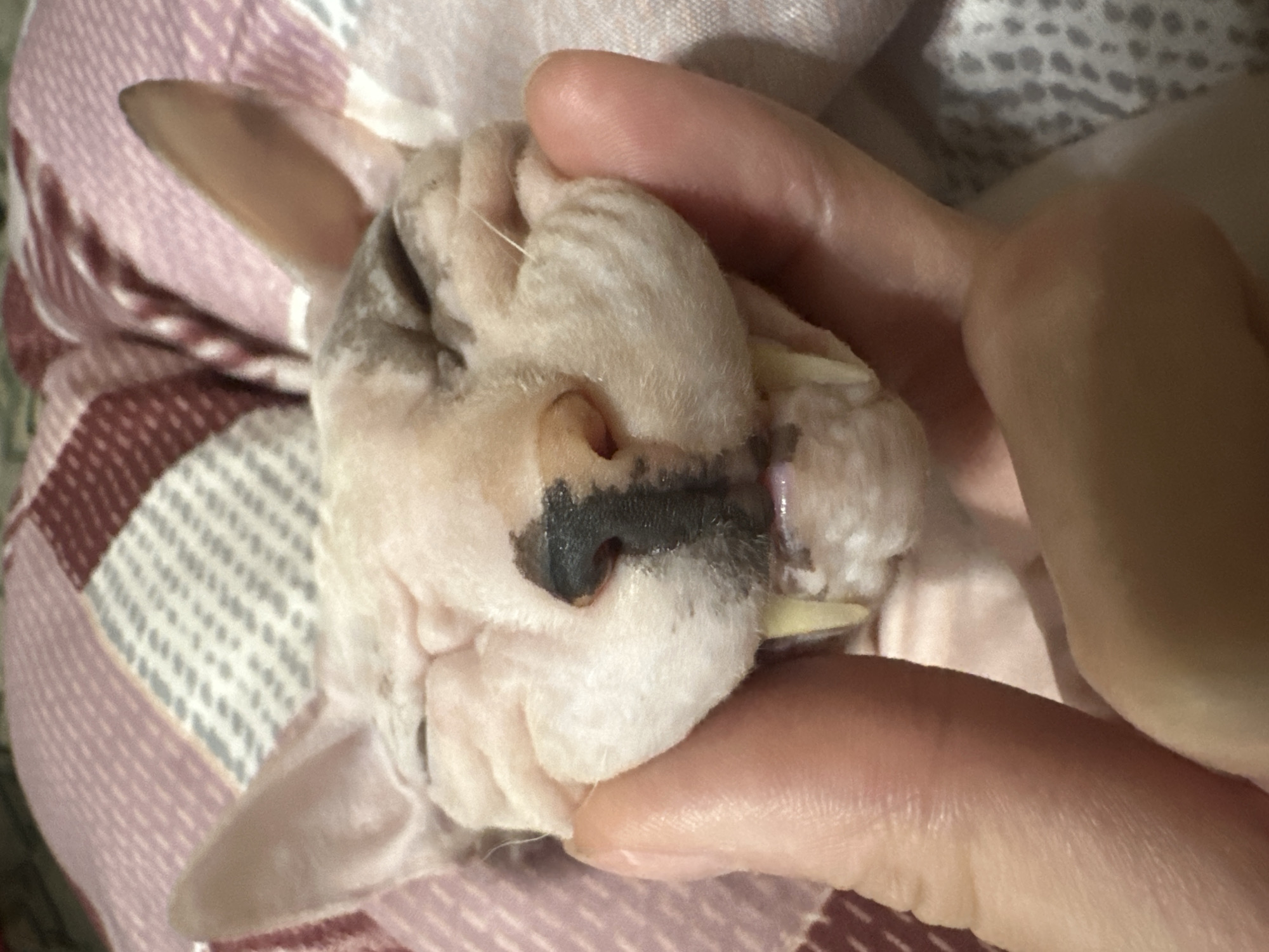 A close-up, eye-level shot shows a hairless cat, likely a Sphynx breed, with its eyes closed and mouth slightly open, revealing its fangs. A person's hand is gently pressing the cat's cheeks, causing its facial wrinkles to bunch up. The cat's fur is a mottled pink and grey. The background consists of a pink and white patterned blanket. The image was captured in Togliatti, Russia.
